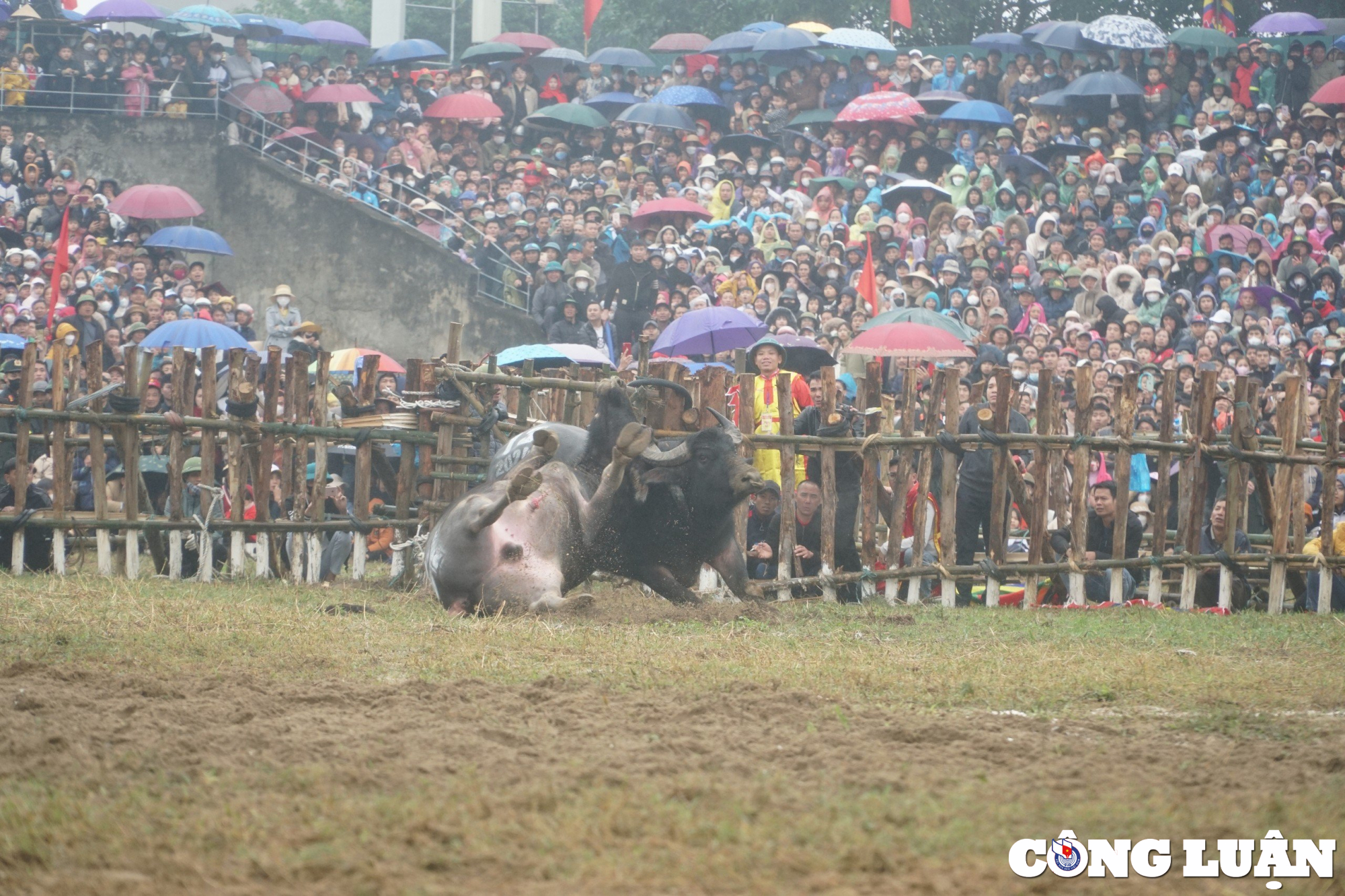 hang nghin nguoi doi mua xem choi trau o vinh phuc hinh 6