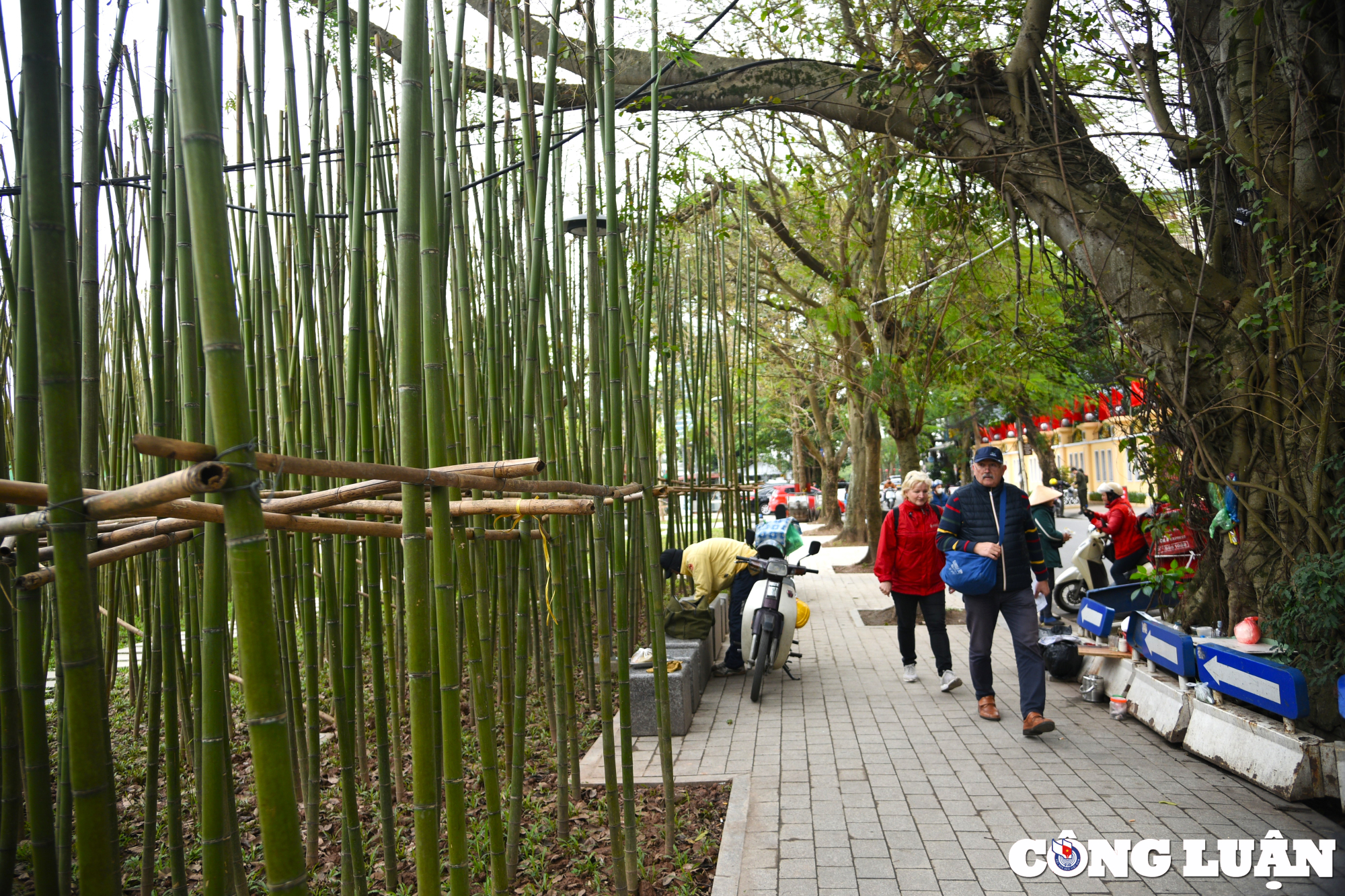 hang nghin cay truc tao nen canh sac nhu trong phim giua long ha noi hinh 2