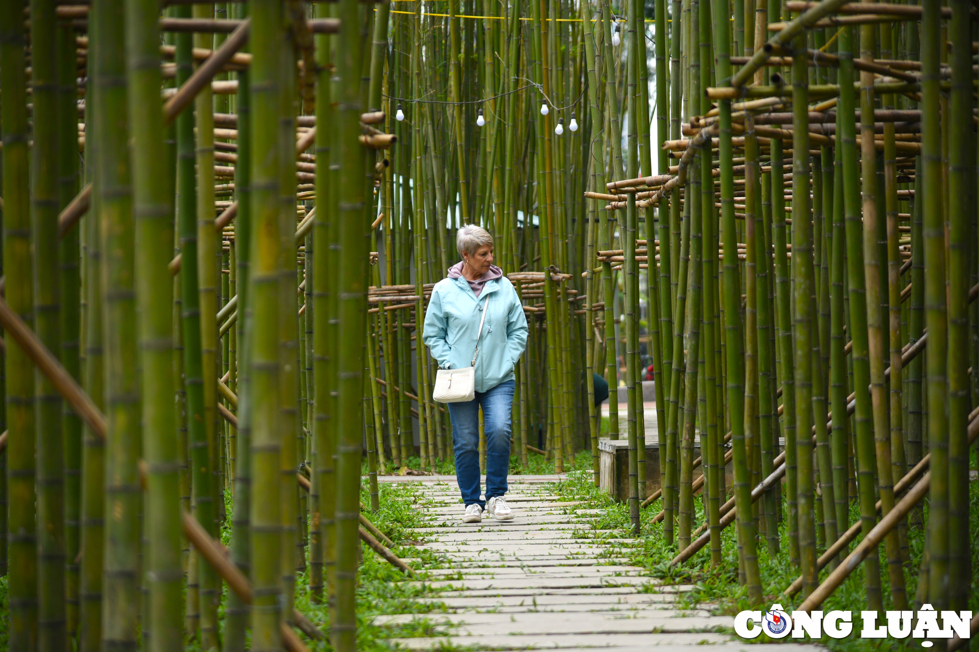 hang nghin cay truc tao nen canh sac nhu trong phim giua long ha noi hinh 4