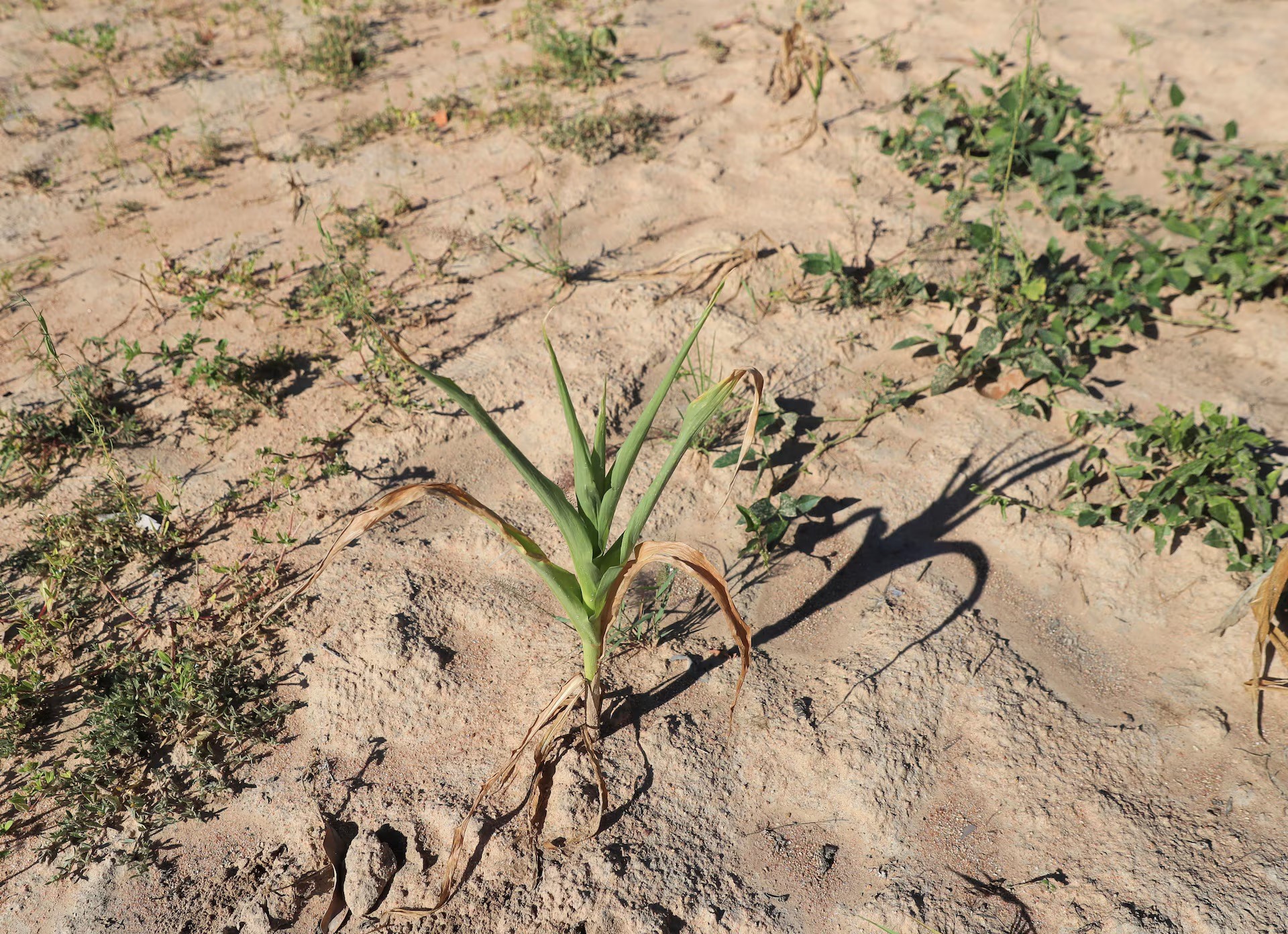 zimbabwe doi kem vi mua mang kho heo do el nino hinh 1