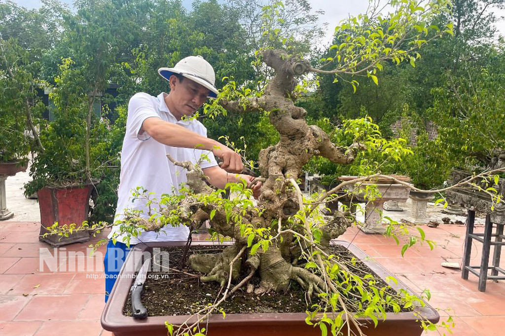 1000 tac pham cay nghe thuat bonsai tai trien lam sinh vat canh cac tinh dong bang song hong mo rong nam 2024 hinh 1