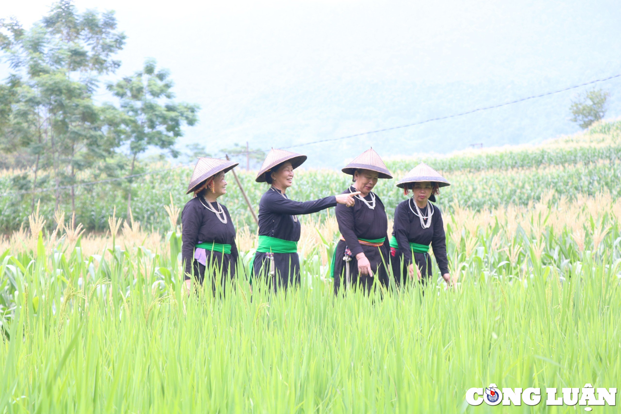 non la hai me cua nguoi tay o ha giang  khong chi la vat che mua nang hinh 8