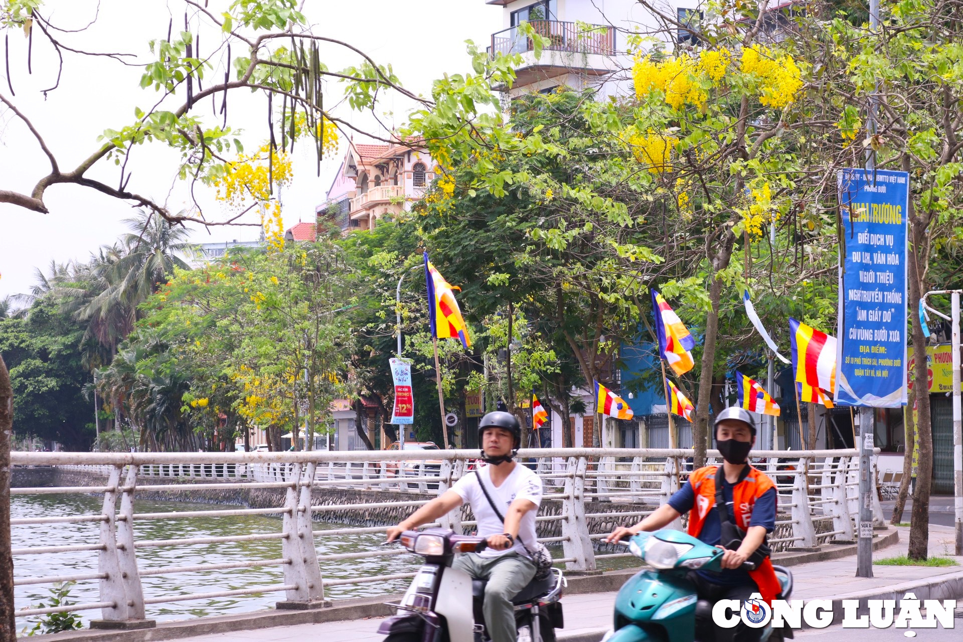 hoa muong hoang yen khoe sac vang ruc ro khap pho phuong ha noi hinh 2