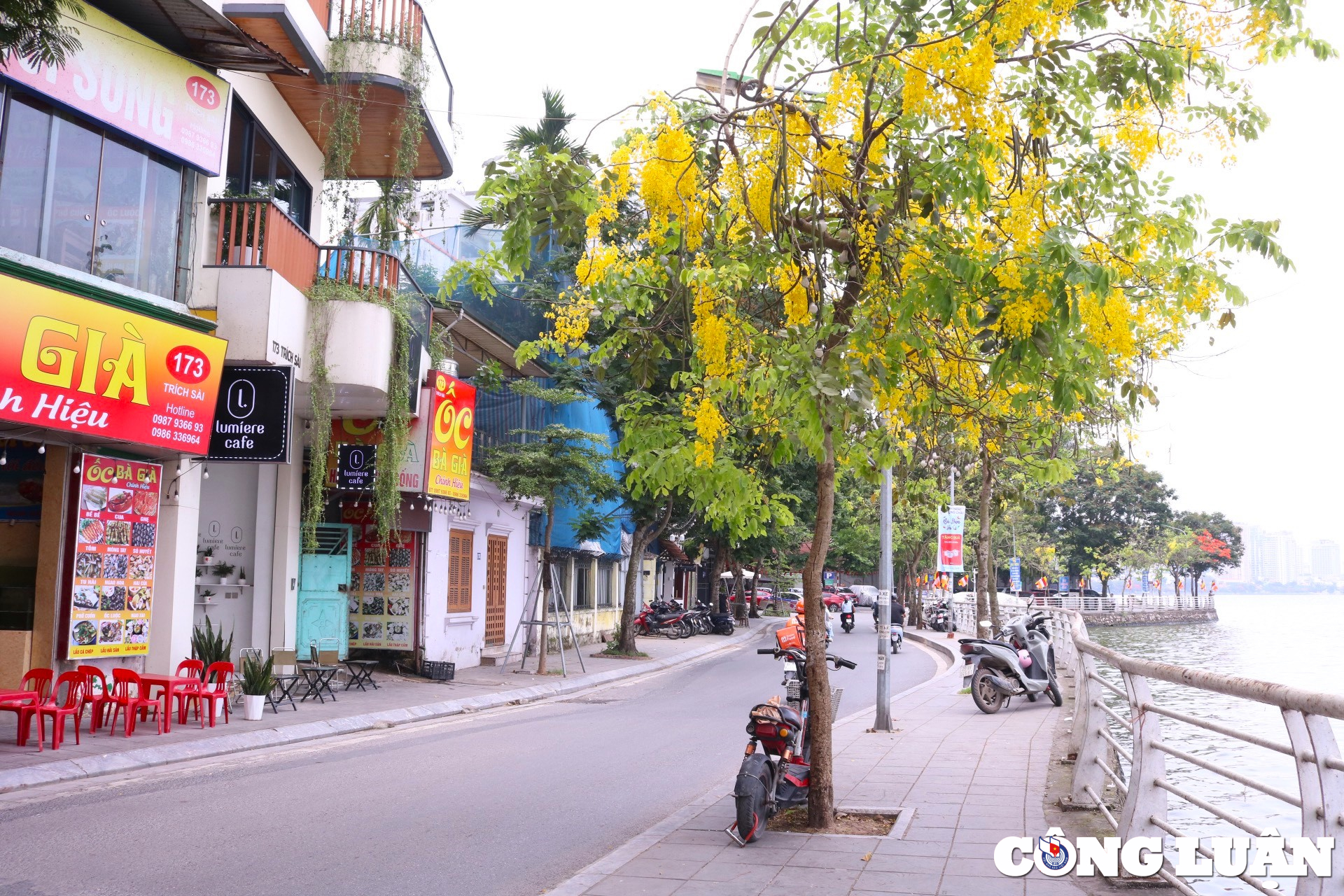 hoa muong hoang yen khoe sac vang ruc ro khap pho phuong ha noi hinh 3