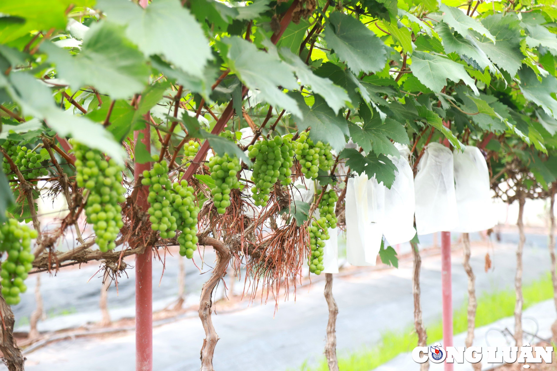 trai nghiem vuon nho ha den triu qua o ngoai thanh ha noi hinh 9