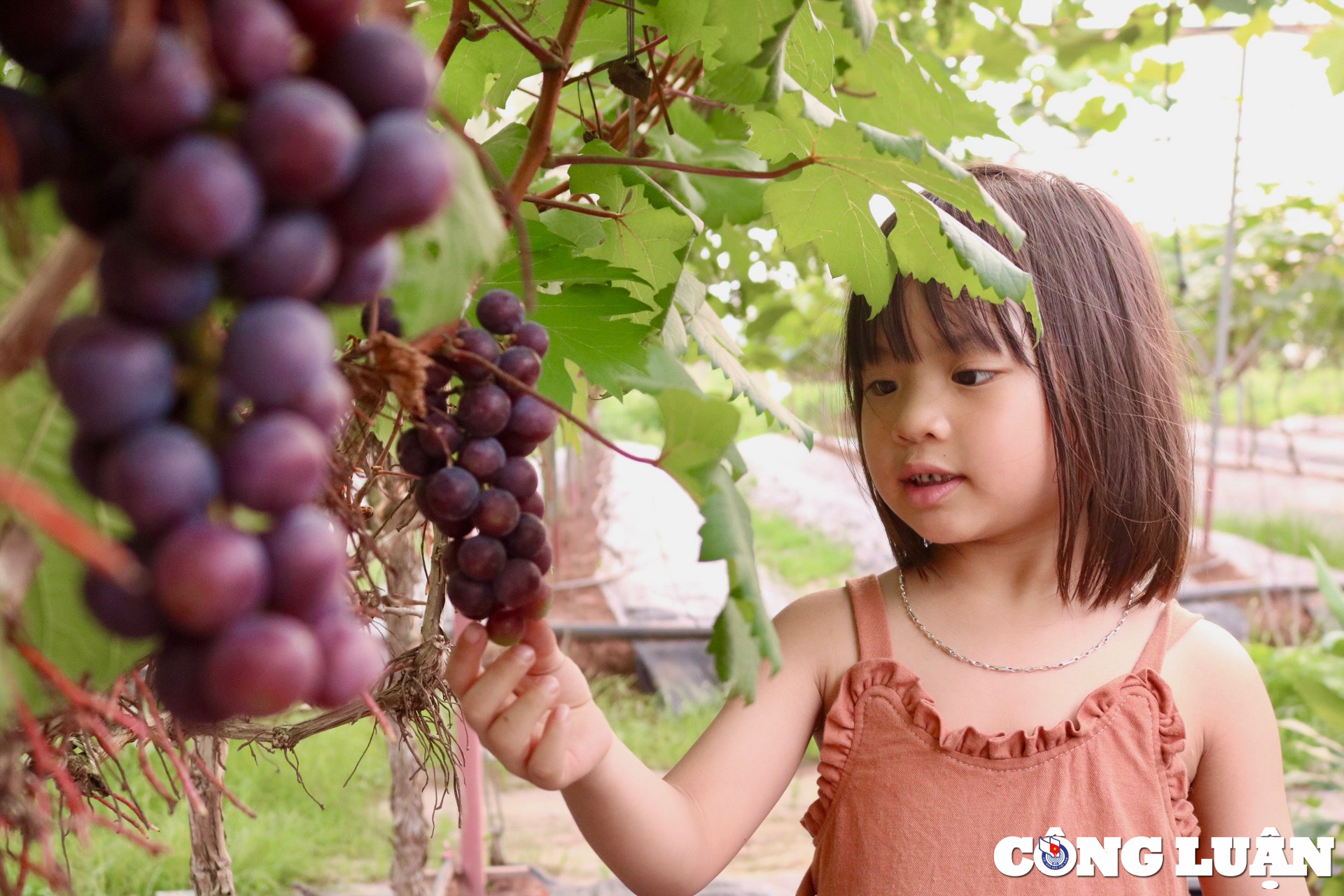 trai nghiem vuon nho ha den triu qua o ngoai thanh ha noi hinh 15