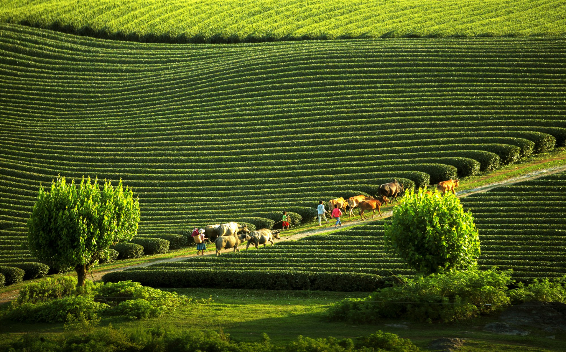 tinh son la day manh quang ba khu du lich quoc gia moc chau hinh 1