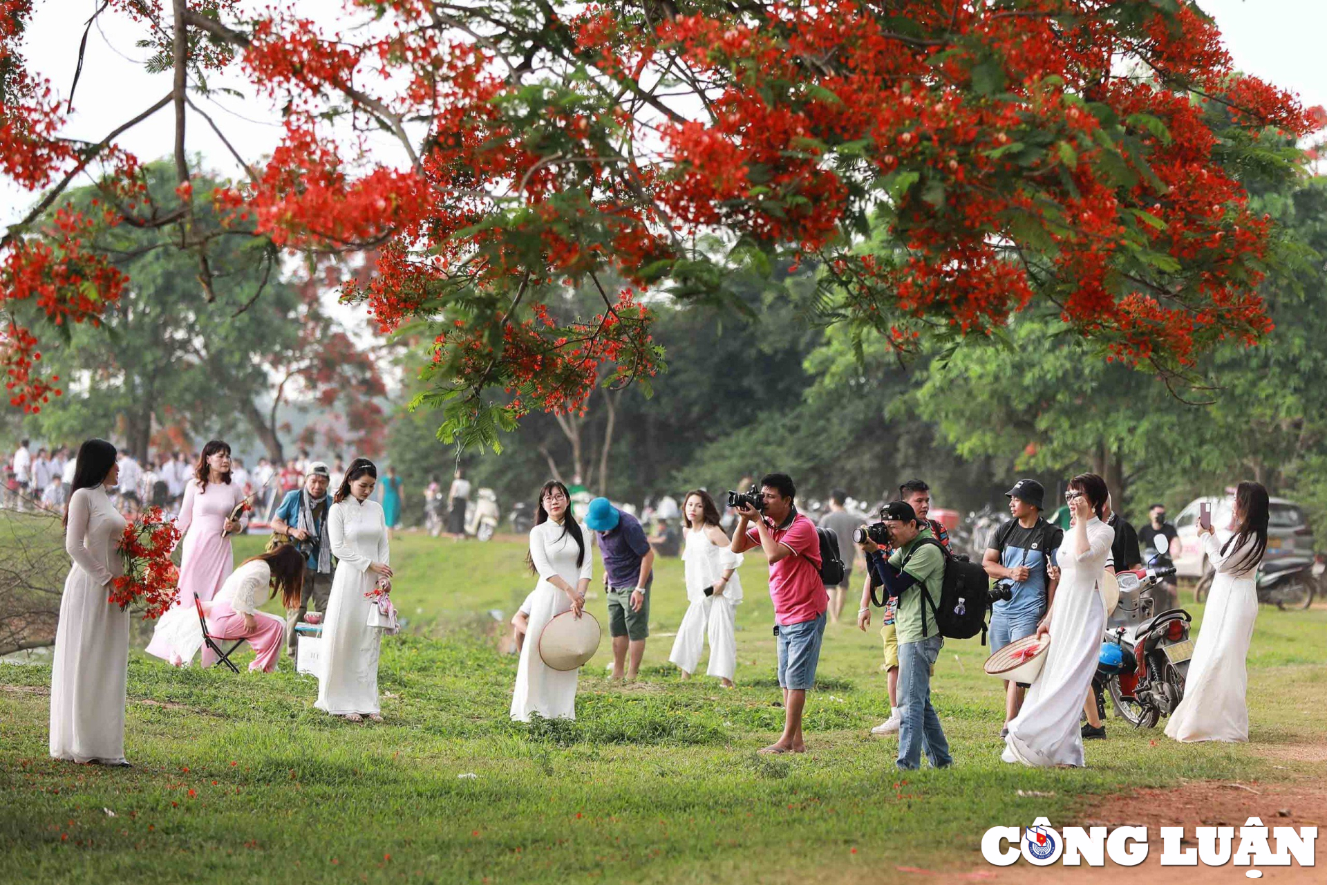 cay hoa phuong vi bung no ruc ro gay sot tai dong anh hinh 3