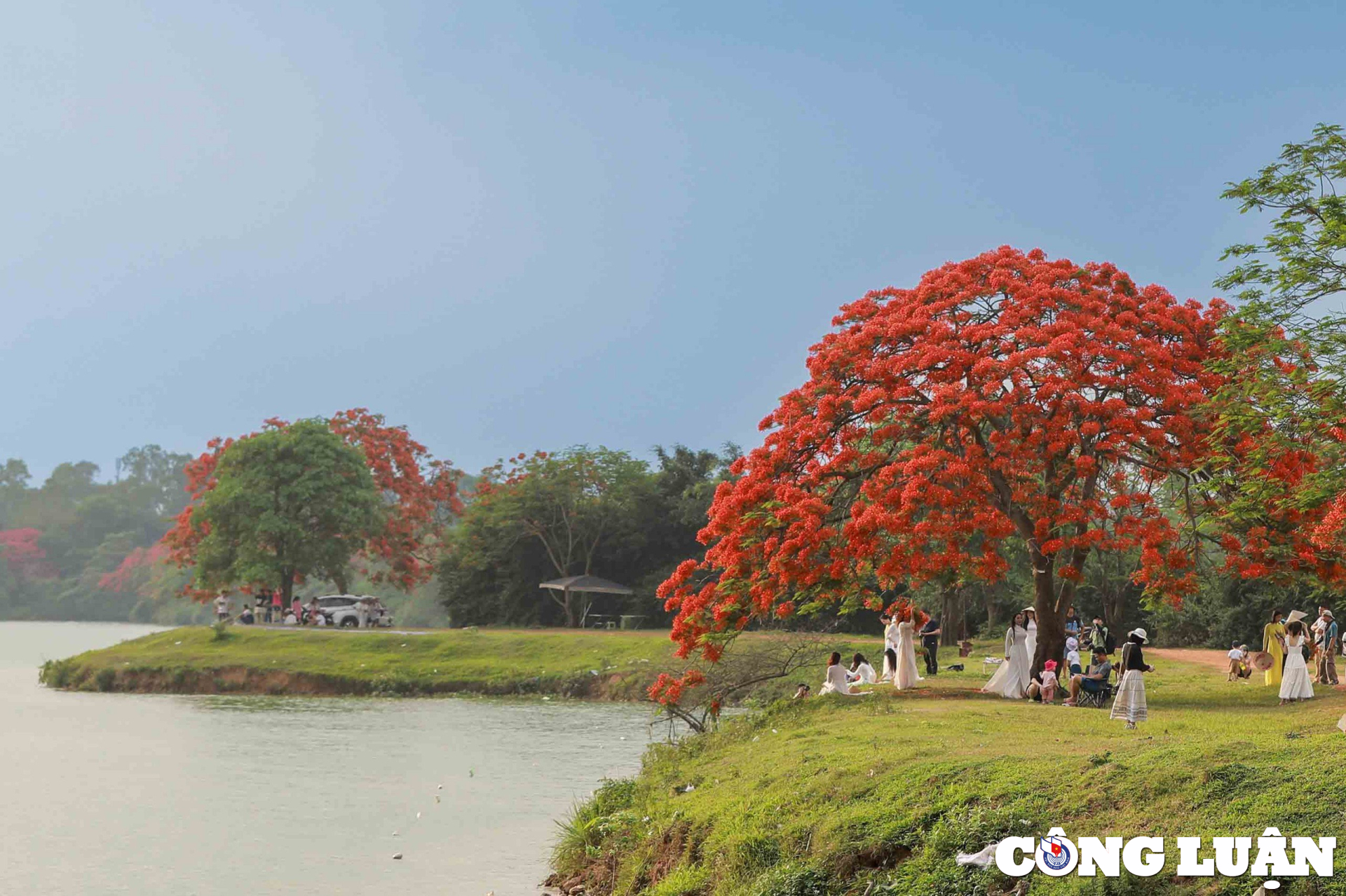 Cây hoa phượng vĩ bung nở rực rỡ 'gây sốt' tại Đông Anh