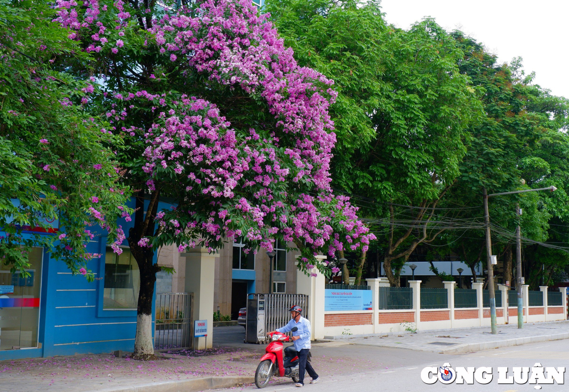 ve dep cua hoa bang lang tim tai ninh binh hinh 5