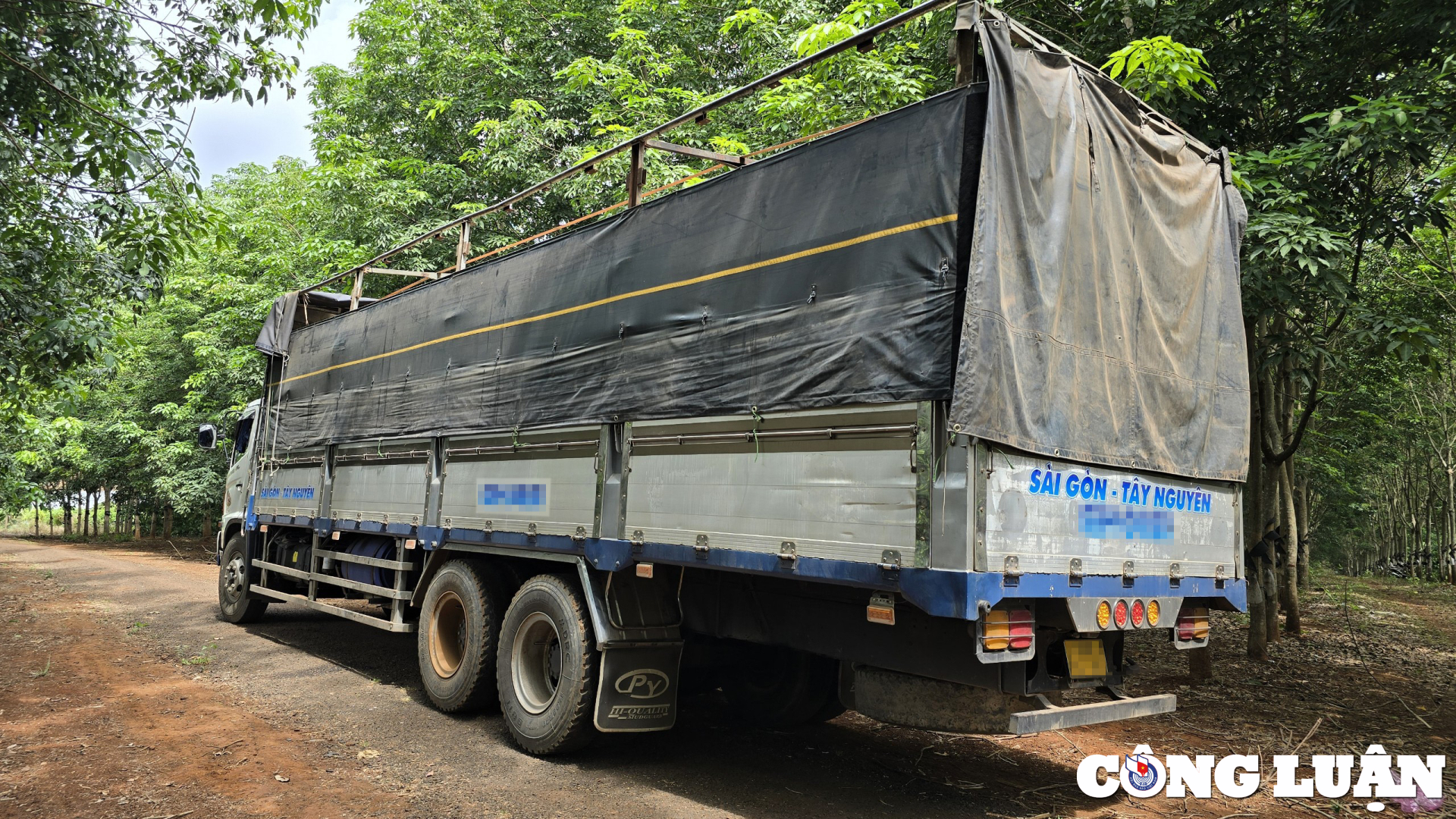 gia lai phat hien hang tram cay go huong bi bung goc cho di tieu thu hinh 2