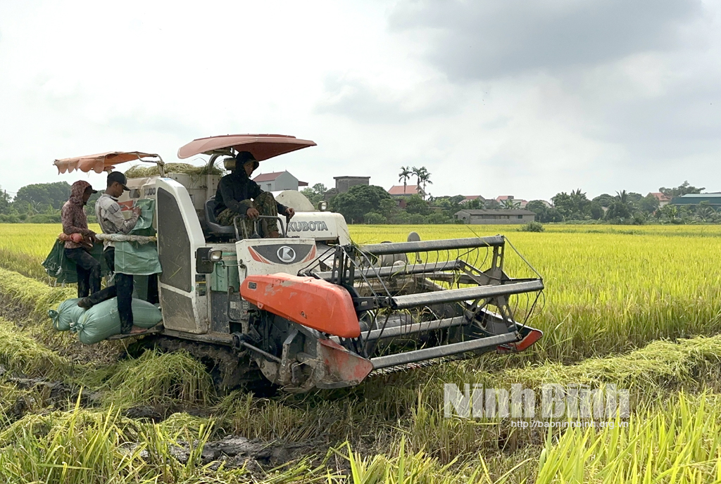 ninh binh nang suat lua vu dong xuan uoc dat 6681 ta ha hinh 1