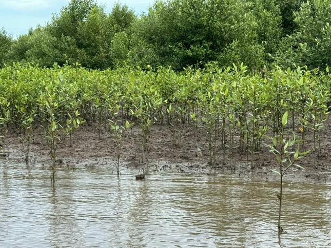 thien nhien tai sinh ki dieu noi canh rung net zero dat mui hinh 3