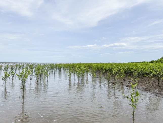 thien nhien tai sinh ki dieu noi canh rung net zero dat mui hinh 2