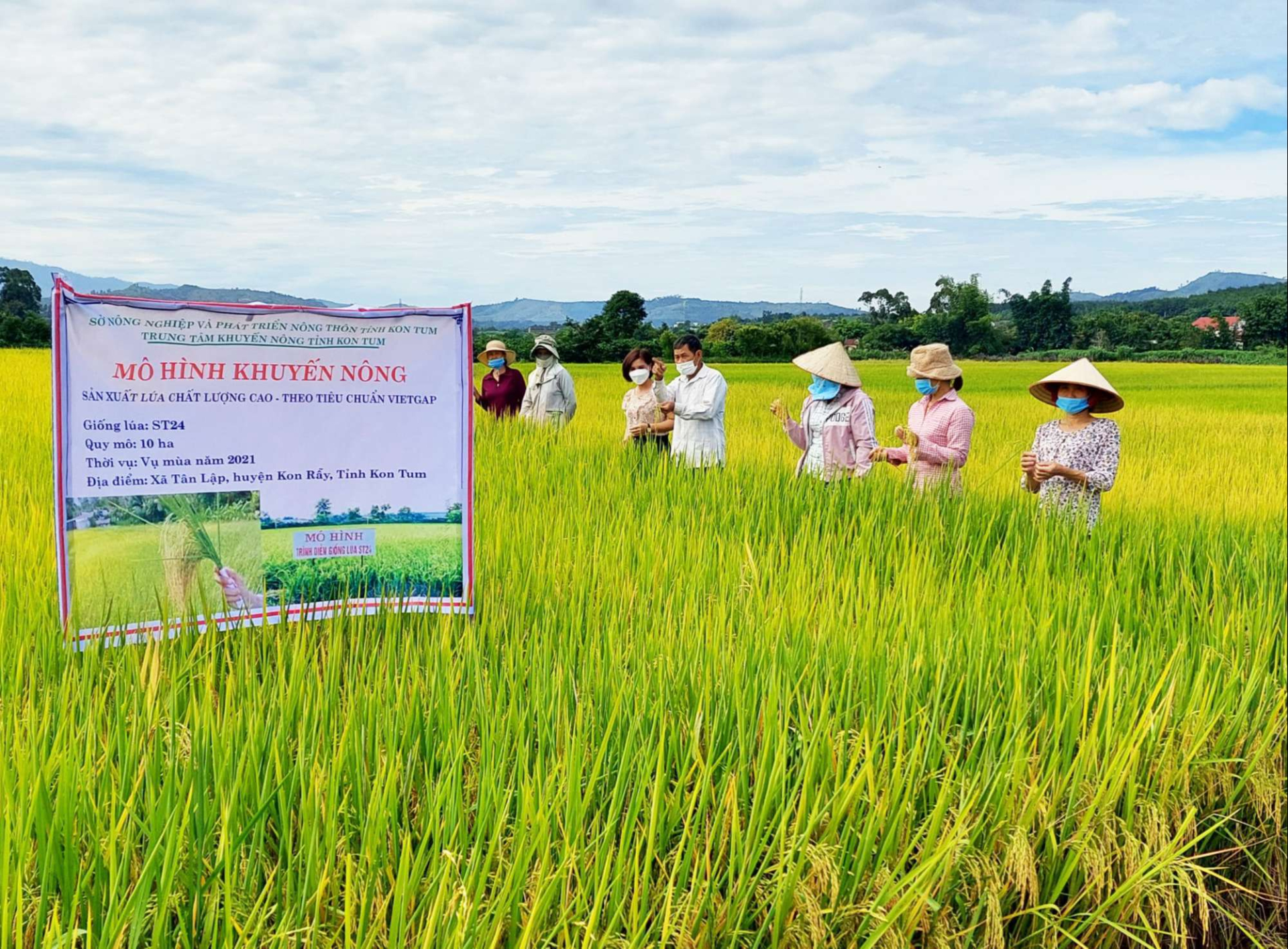 ho tro dau tu cho vung quy hoach dat trong lua nang suat chat luong cao khong dan trai dung doi tuong hinh 1