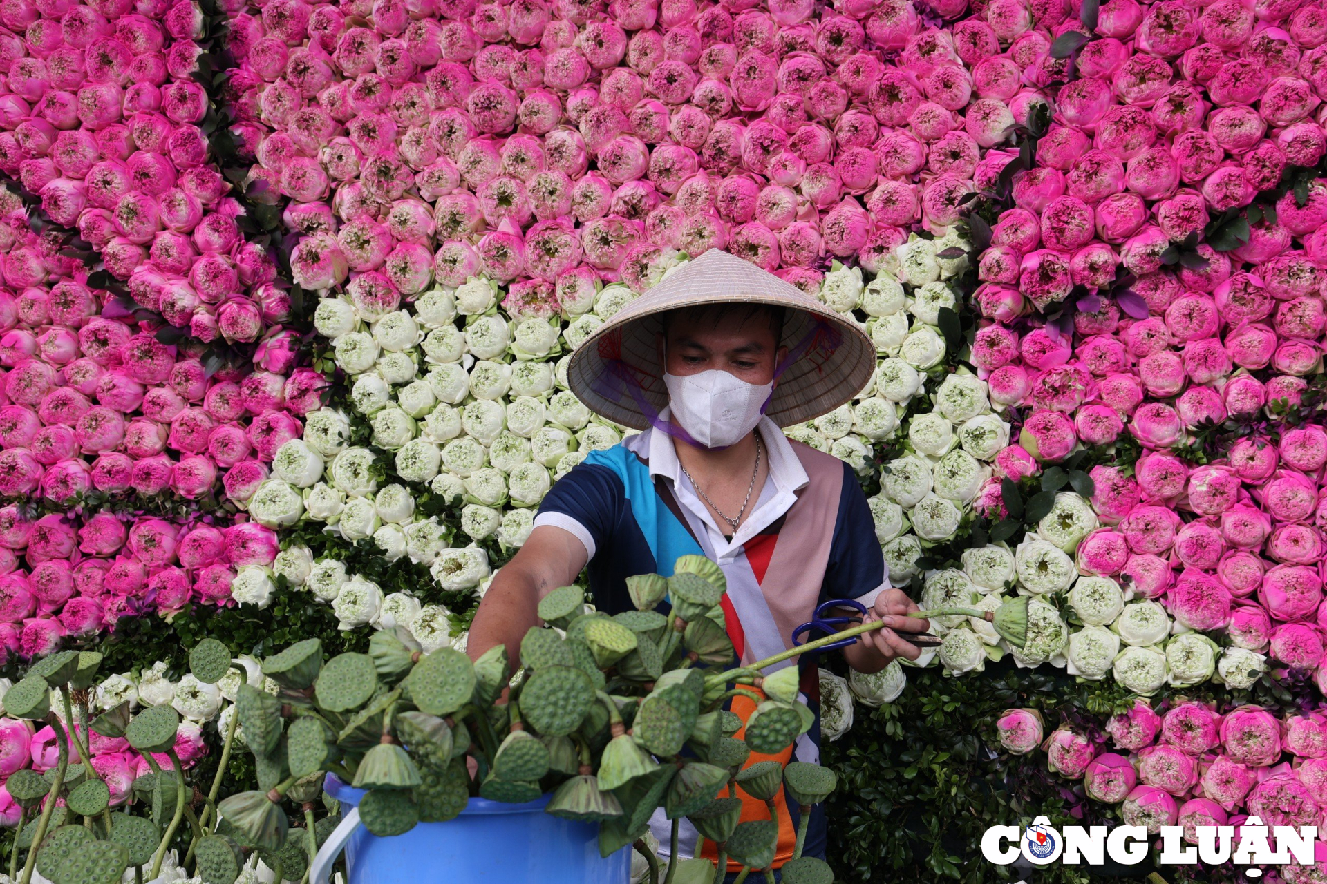 chiem nguong tac pham 10000 bong hoa sen lon nhat tai ha noi hinh 7