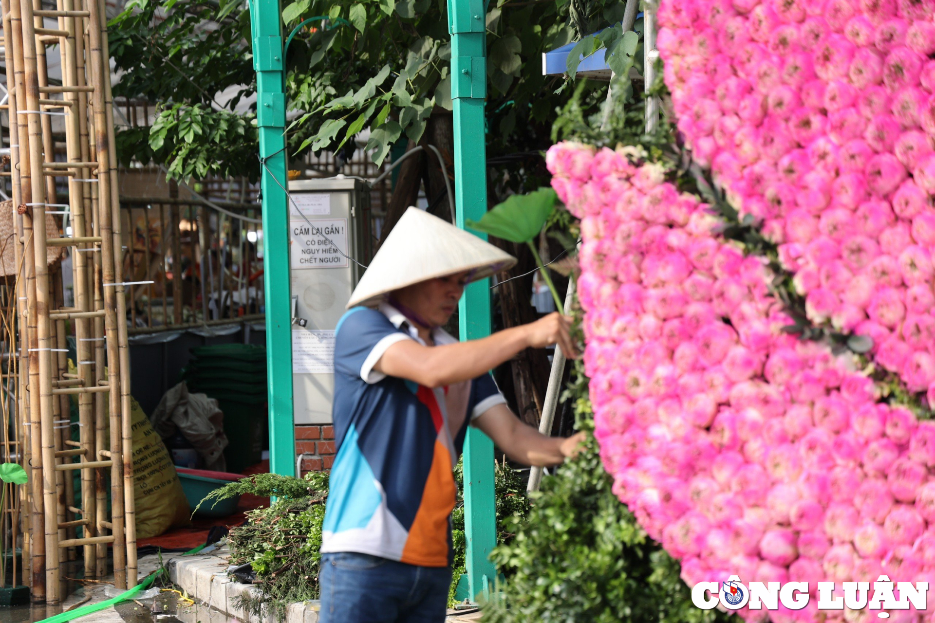 chiem nguong tac pham 10000 bong hoa sen lon nhat tai ha noi hinh 6