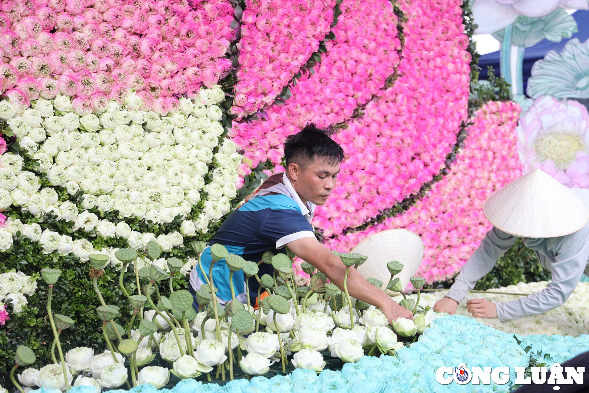 chiem nguong tac pham 10000 bong hoa sen lon nhat tai ha noi hinh 3