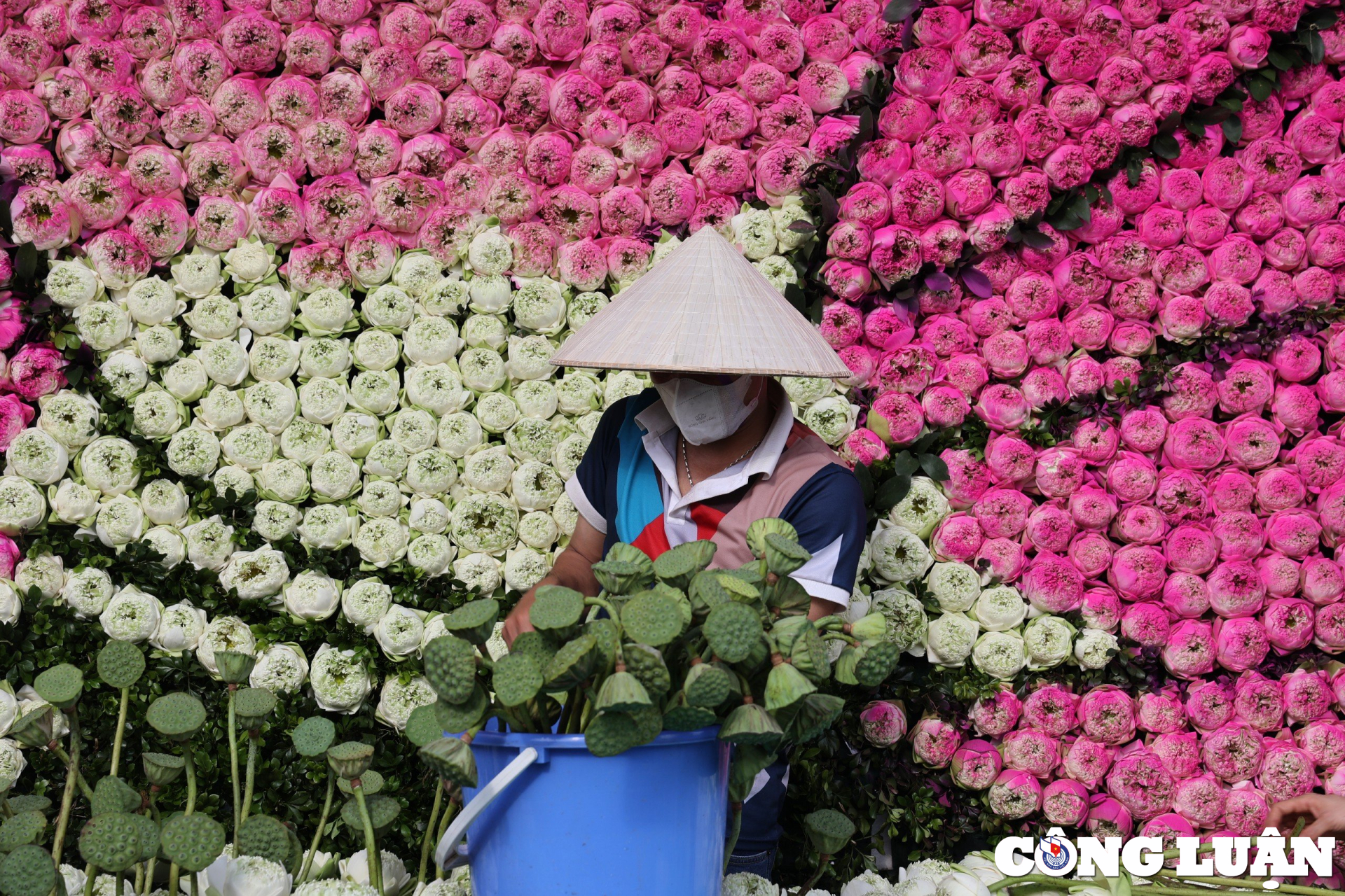 chiem nguong tac pham 10000 bong hoa sen lon nhat tai ha noi hinh 2