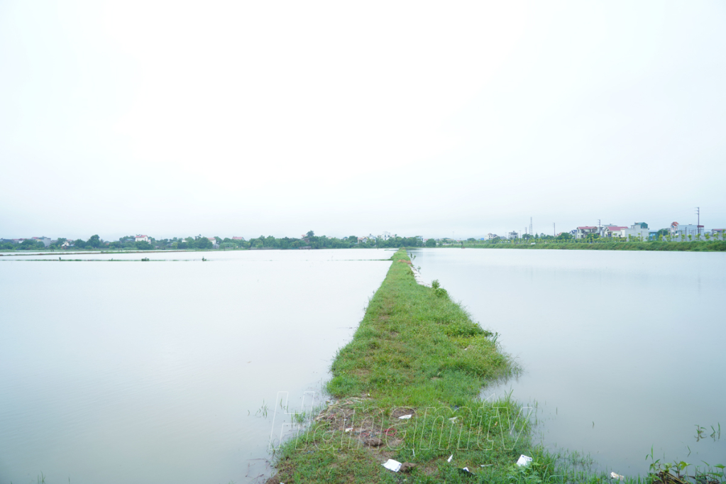 ha nam huong dan bien phap cham soc bao ve cay trong sau mua ung hinh 1