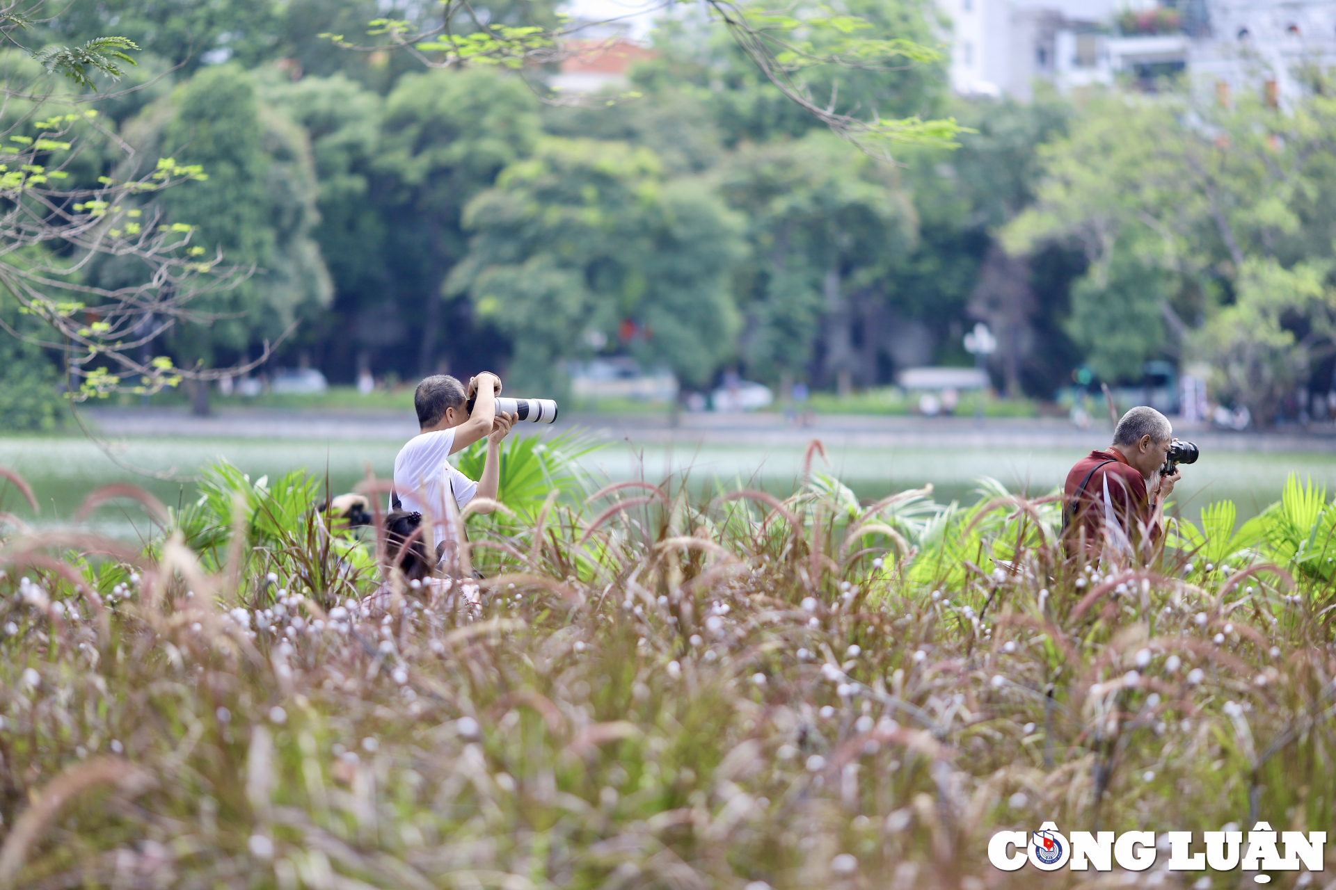 ngam tham co lau hong tuyet dep giua thu do ha noi hinh 13