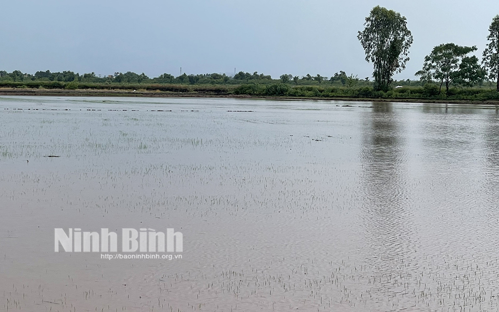 ninh binh khan truong khac phuc hau qua mua ung bao ve san xuat nong nghiep hinh 1