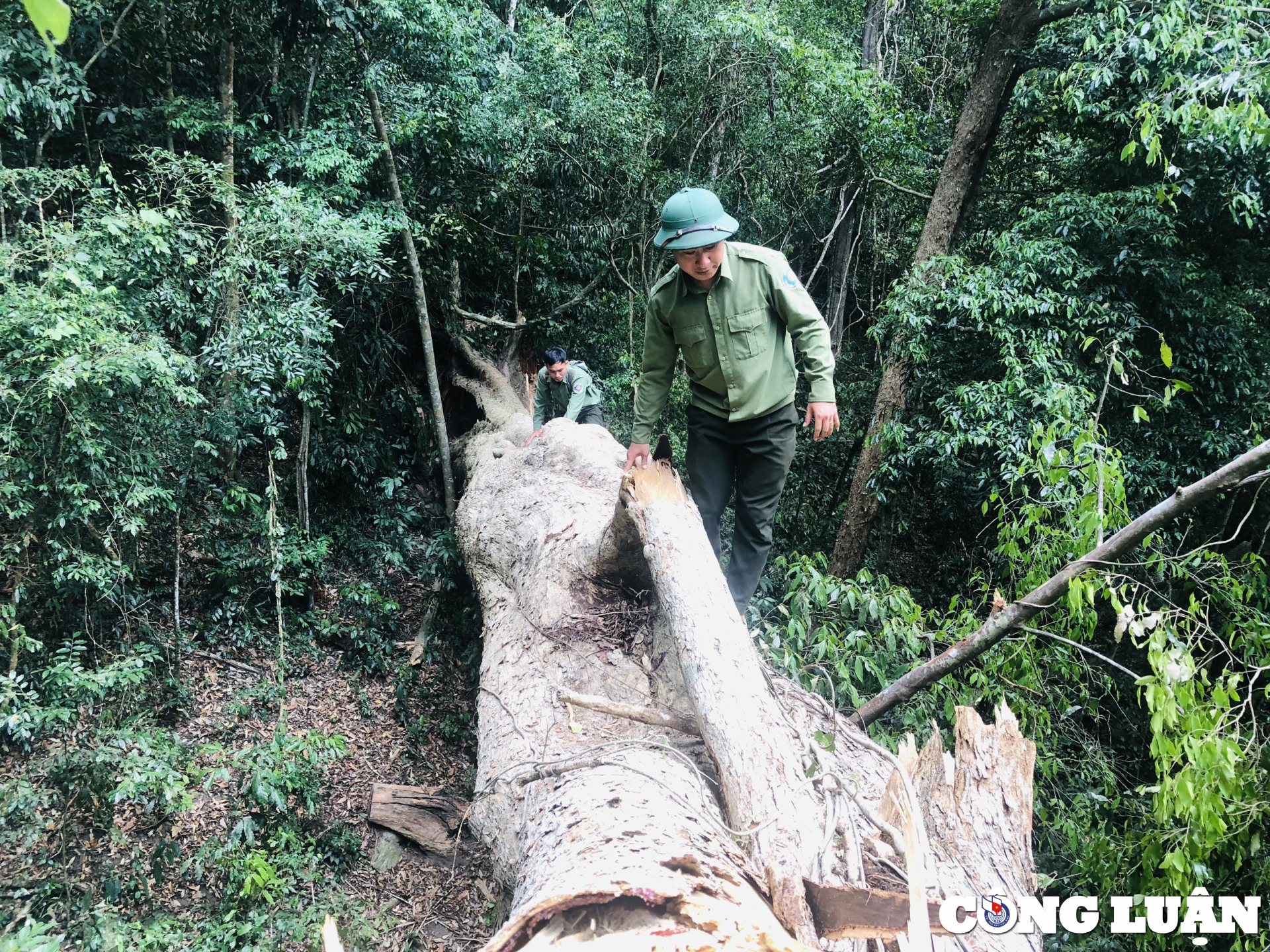 gia lai an ngu giua rung ngay dem canh giu bau vat hinh 8