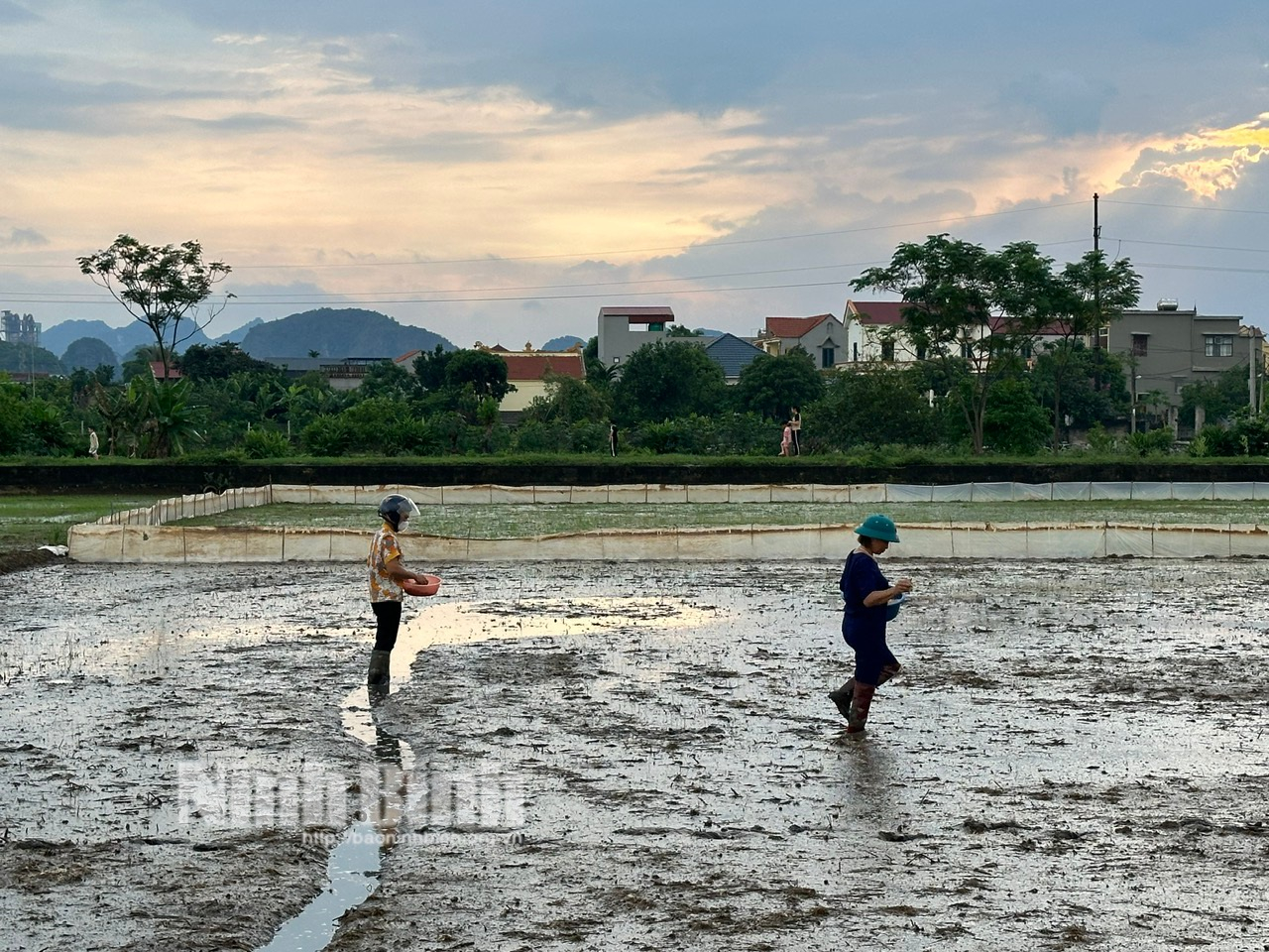 ninh binh khan truong khac phuc dien tich lua bi thiet hai do mua ung hinh 1