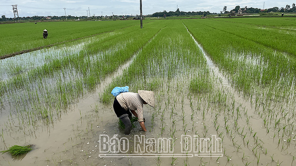 nam dinh chu dong khoanh vung bao ve lua mua moi gieo cay khong de bi ngap ung khi co mua hinh 1