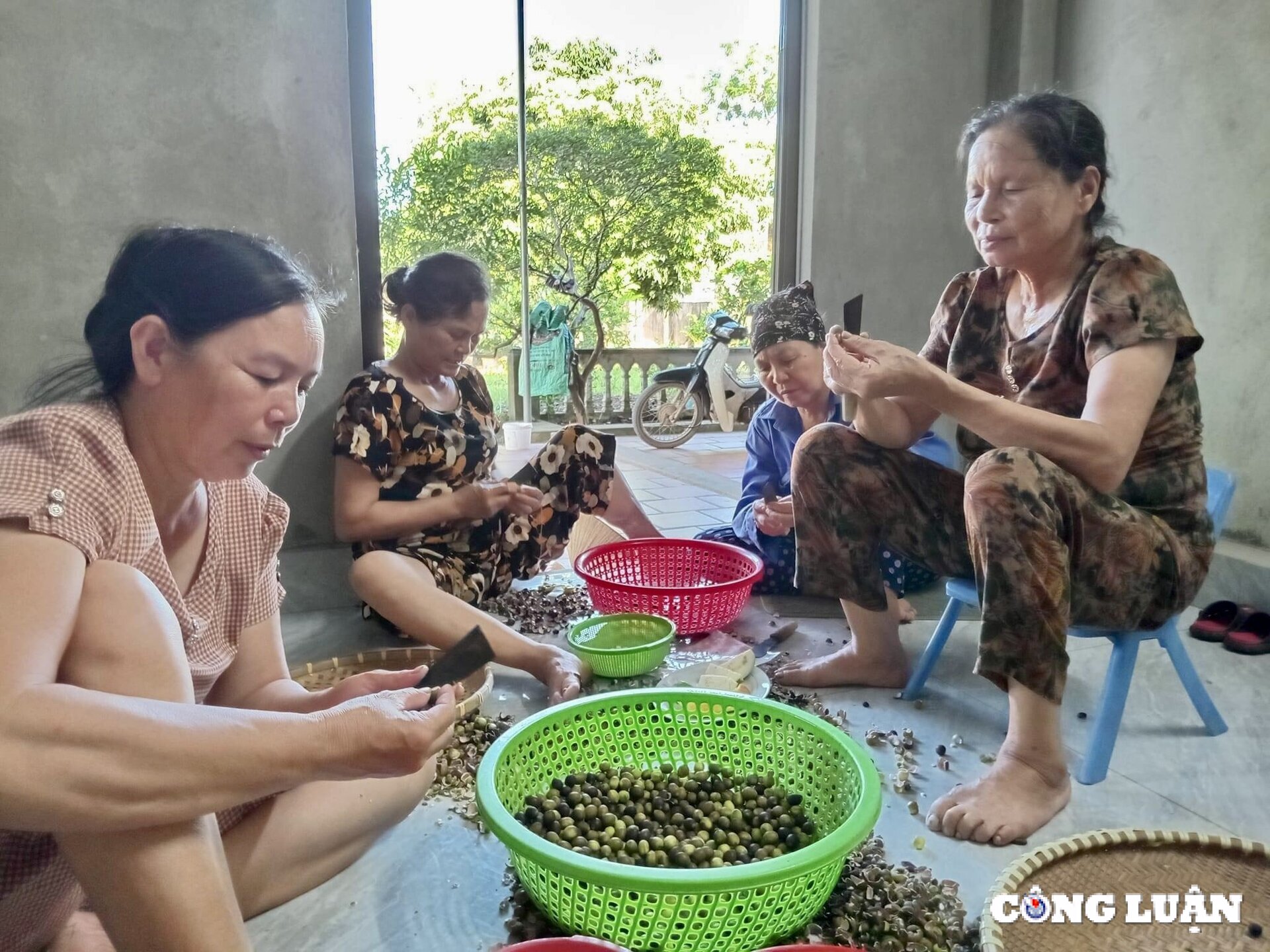 nguoi dan thanh hoa kiem bac trieu ngay nho thu hoach dai sen hinh 6