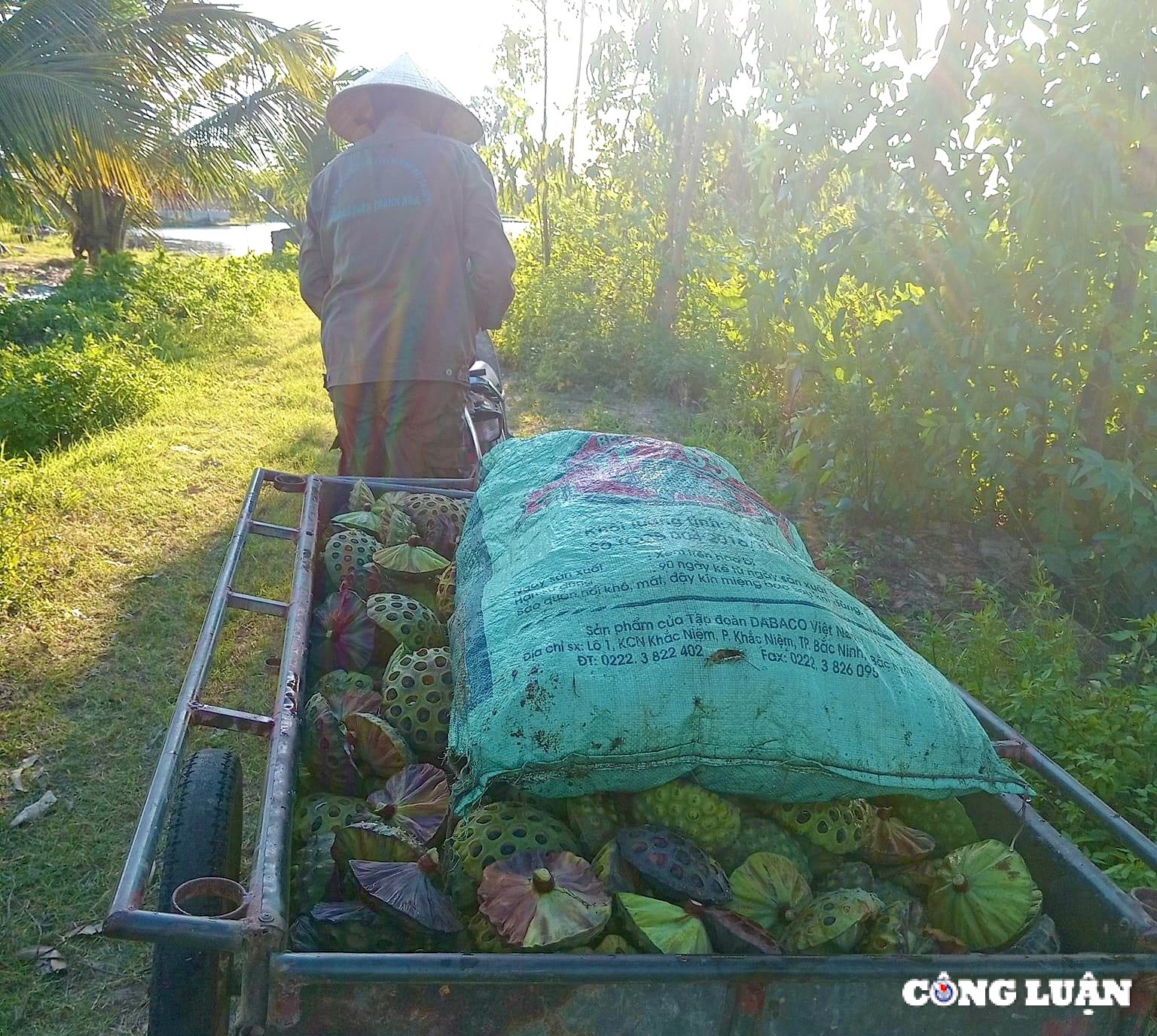 nguoi dan thanh hoa kiem bac trieu ngay nho thu hoach dai sen hinh 2