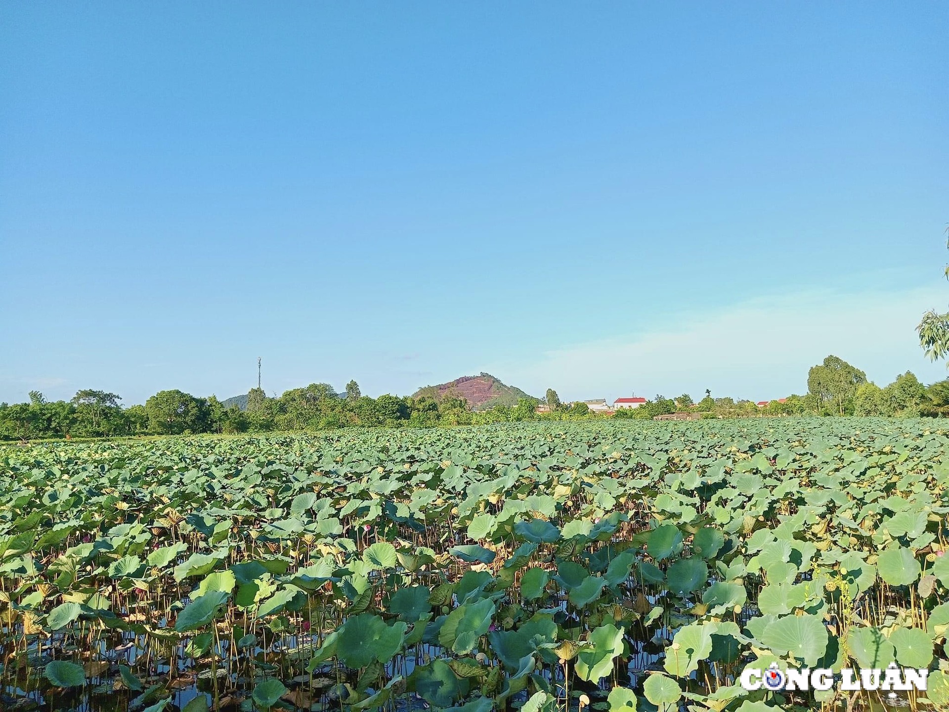 nguoi dan thanh hoa kiem bac trieu ngay nho thu hoach dai sen hinh 1