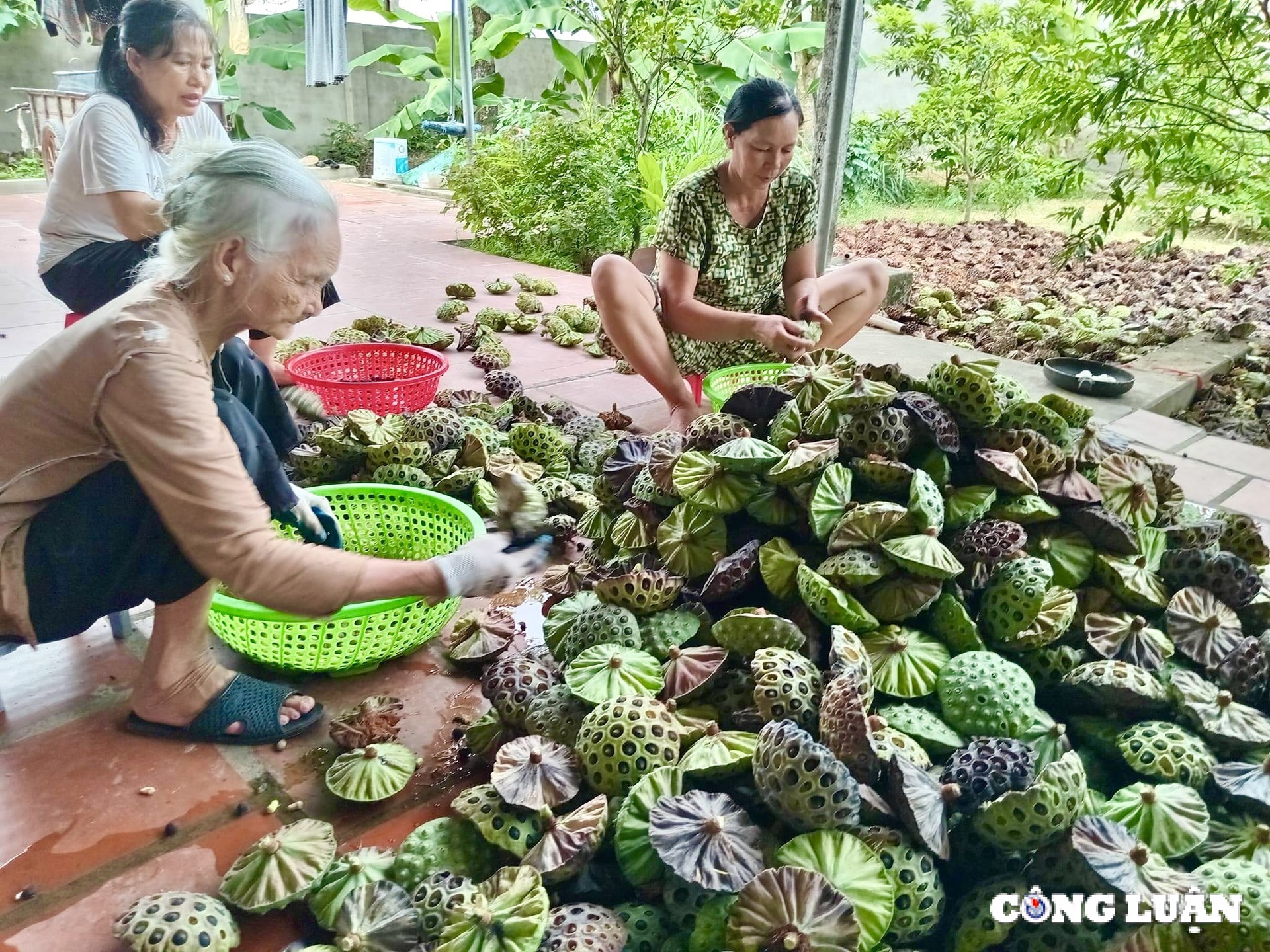 nguoi dan thanh hoa kiem bac trieu ngay nho thu hoach dai sen hinh 4