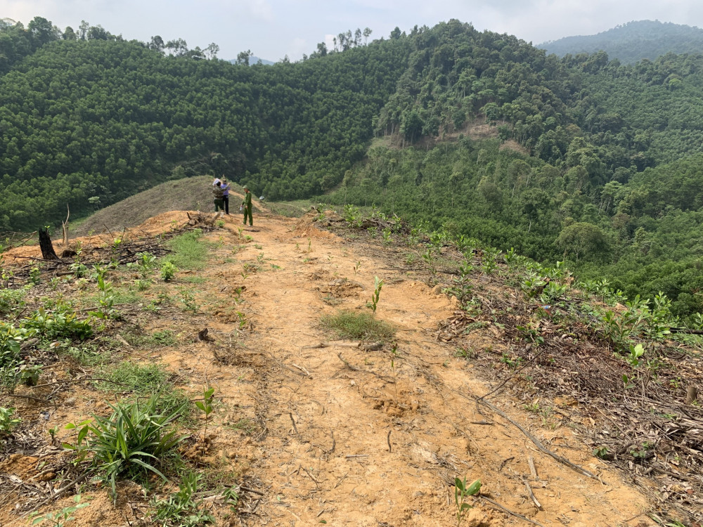 bat doi tuong huy hoai rung tu nhien de trong cay keo o ha tinh hinh 1