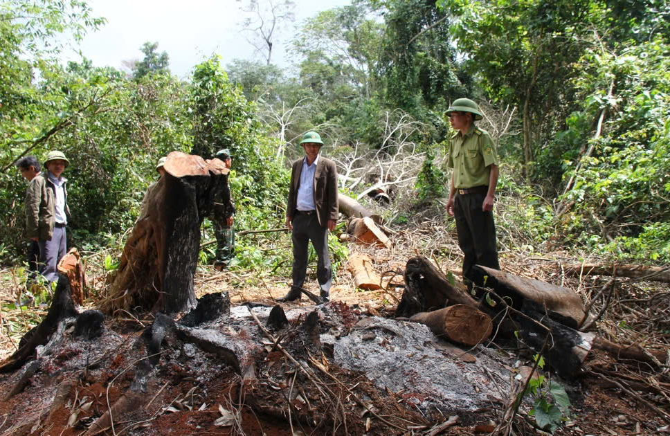 quan ly yeu kem mot cong ty lam nghiep o gia lai de nguoi dan lan chiem hon 600ha dat hinh 1