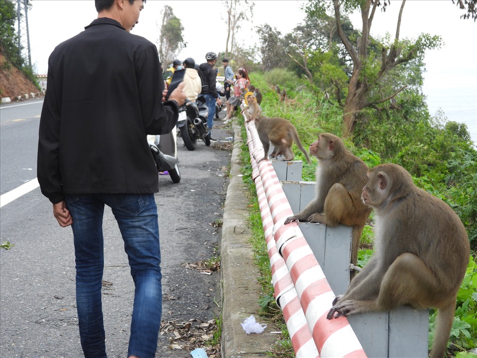 da nang khuyen cao khach du lich khong cho khi an tren ban dao son tra hinh 1