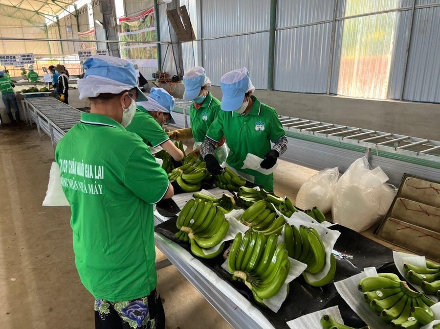 bao lai them 500 ty hoang anh gia lai hag van bi kiem toan nghi ngo kha nang hoat dong lien tuc hinh 1