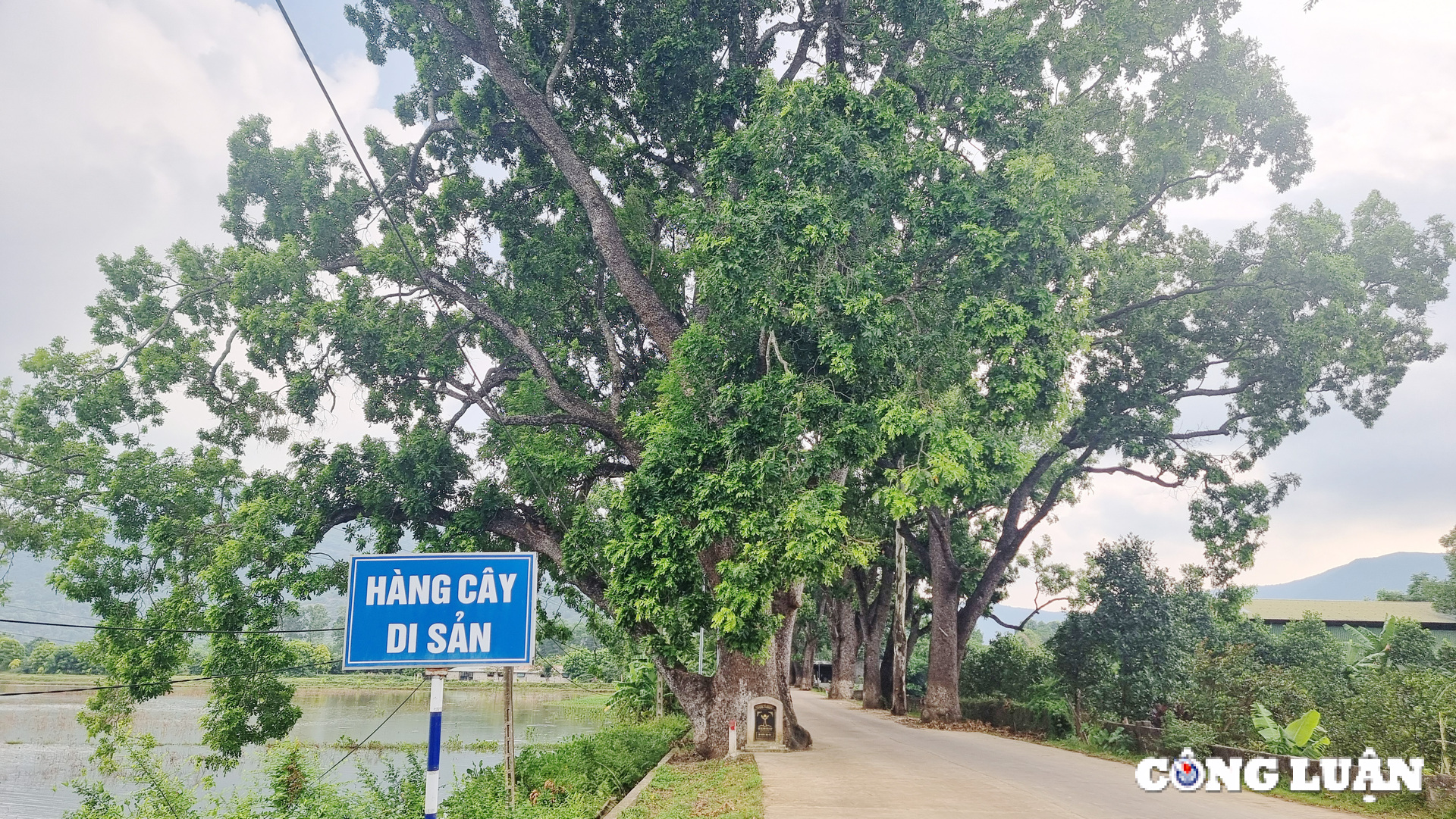 ngam hang cay di san tram tuoi tai xu thanh hinh 1