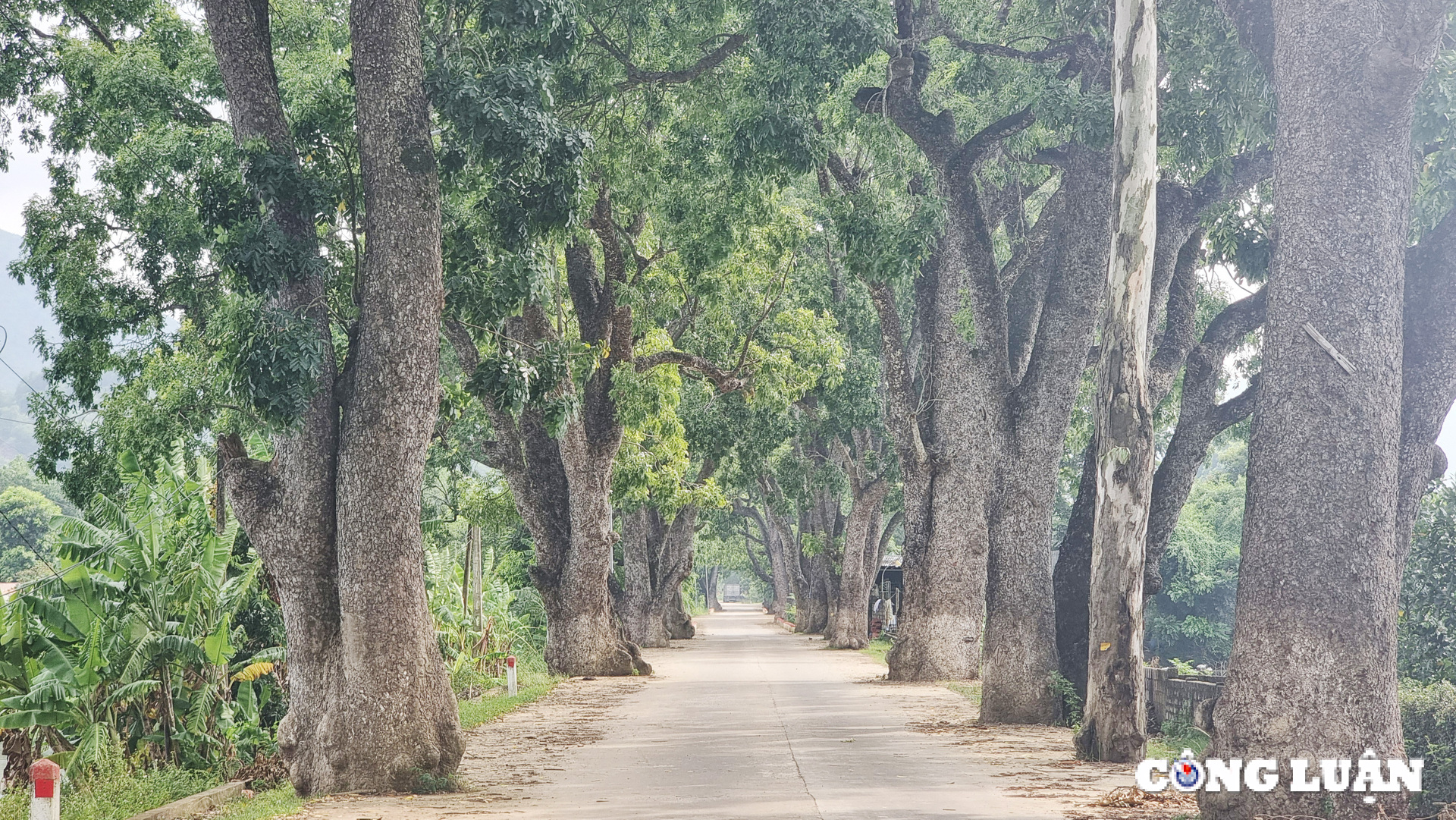 ngam hang cay di san tram tuoi tai xu thanh hinh 5