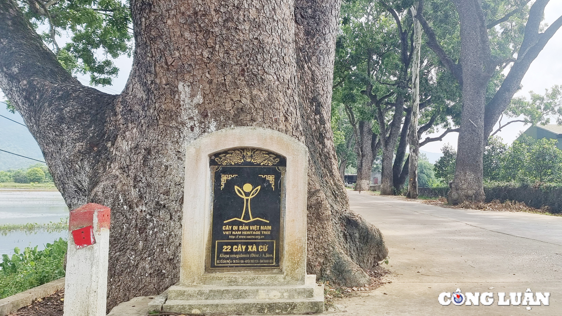 ngam hang cay di san tram tuoi tai xu thanh hinh 2