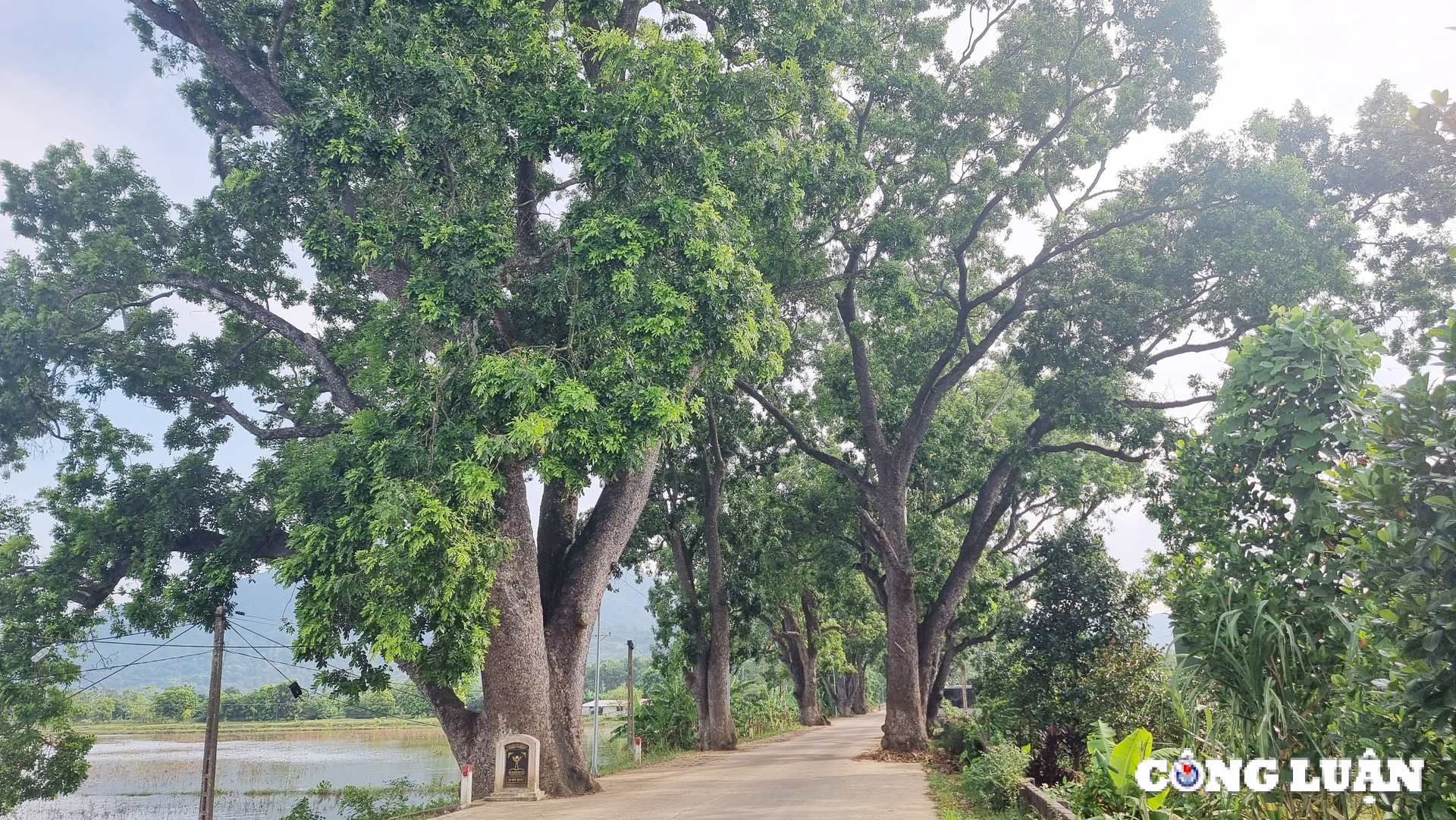 ngam hang cay di san tram tuoi tai xu thanh hinh 3