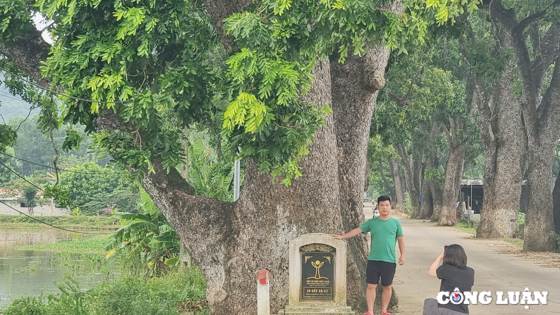 ngam hang cay di san tram tuoi tai xu thanh hinh 7