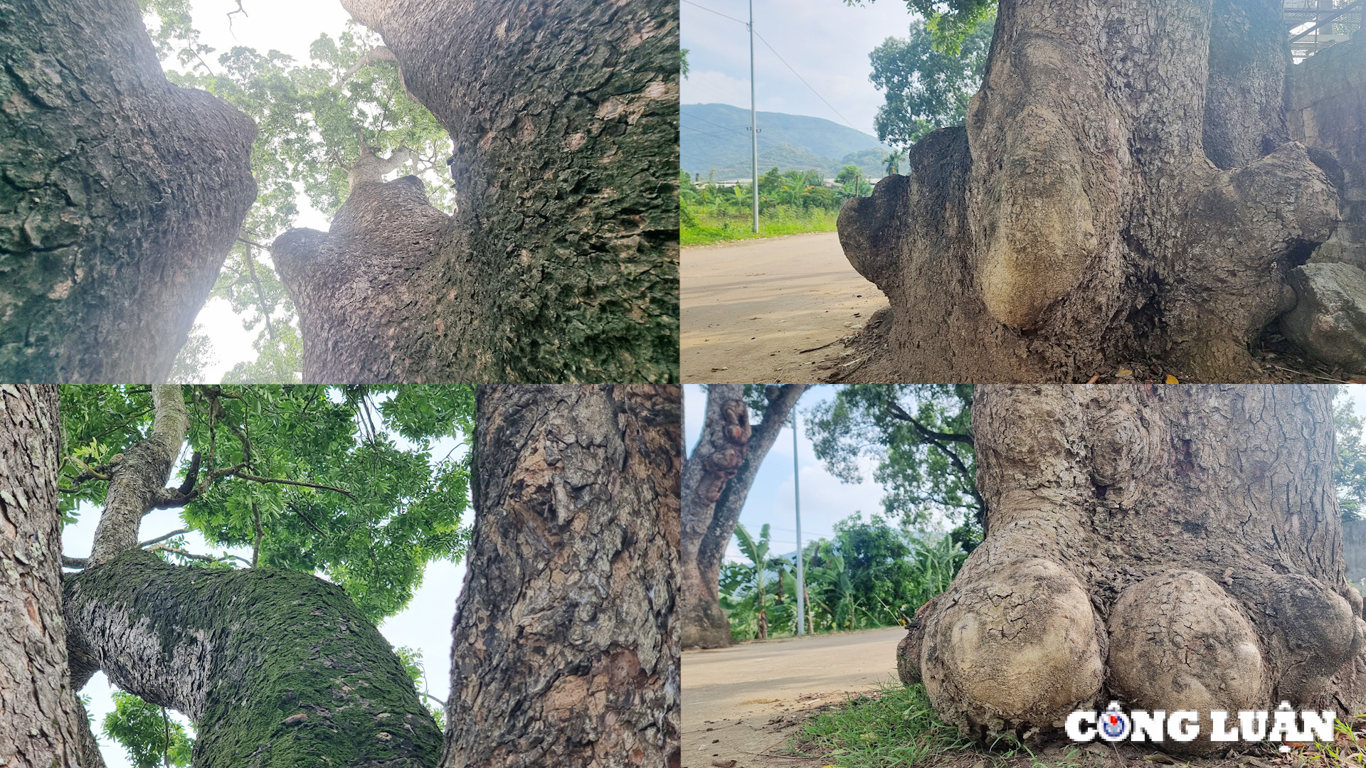 ngam hang cay di san tram tuoi tai xu thanh hinh 4