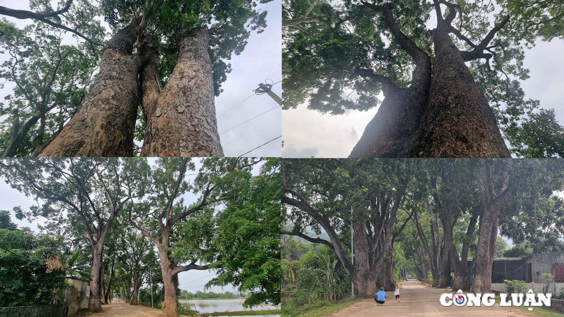 ngam hang cay di san tram tuoi tai xu thanh hinh 6