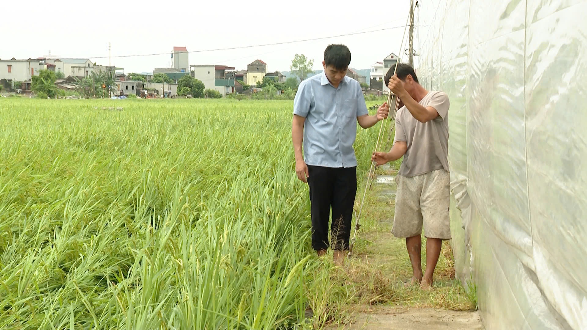 ninh binh tang cuong bien phap bao ve san xuat nong nghiep truoc bao so 3 hinh 1