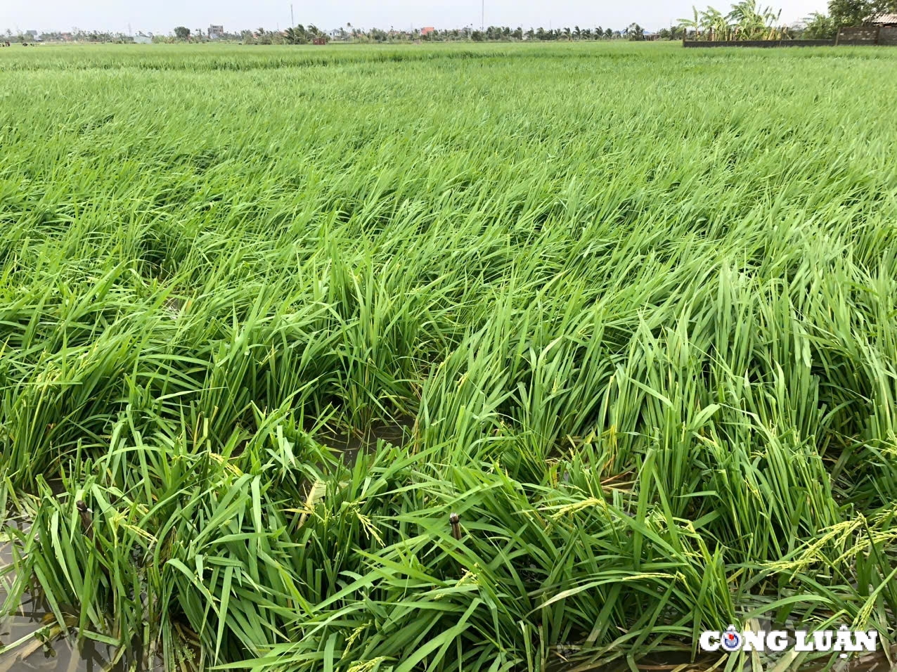 hai phong thiet hai nang ne do bao so 3 hinh 12