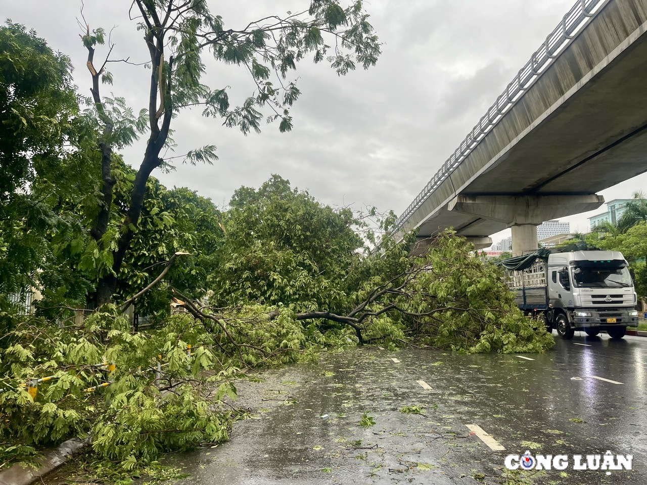 ha noi cay xanh gay do ngon ngang tren nhieu tuyen duong sau bao yagi hinh 1