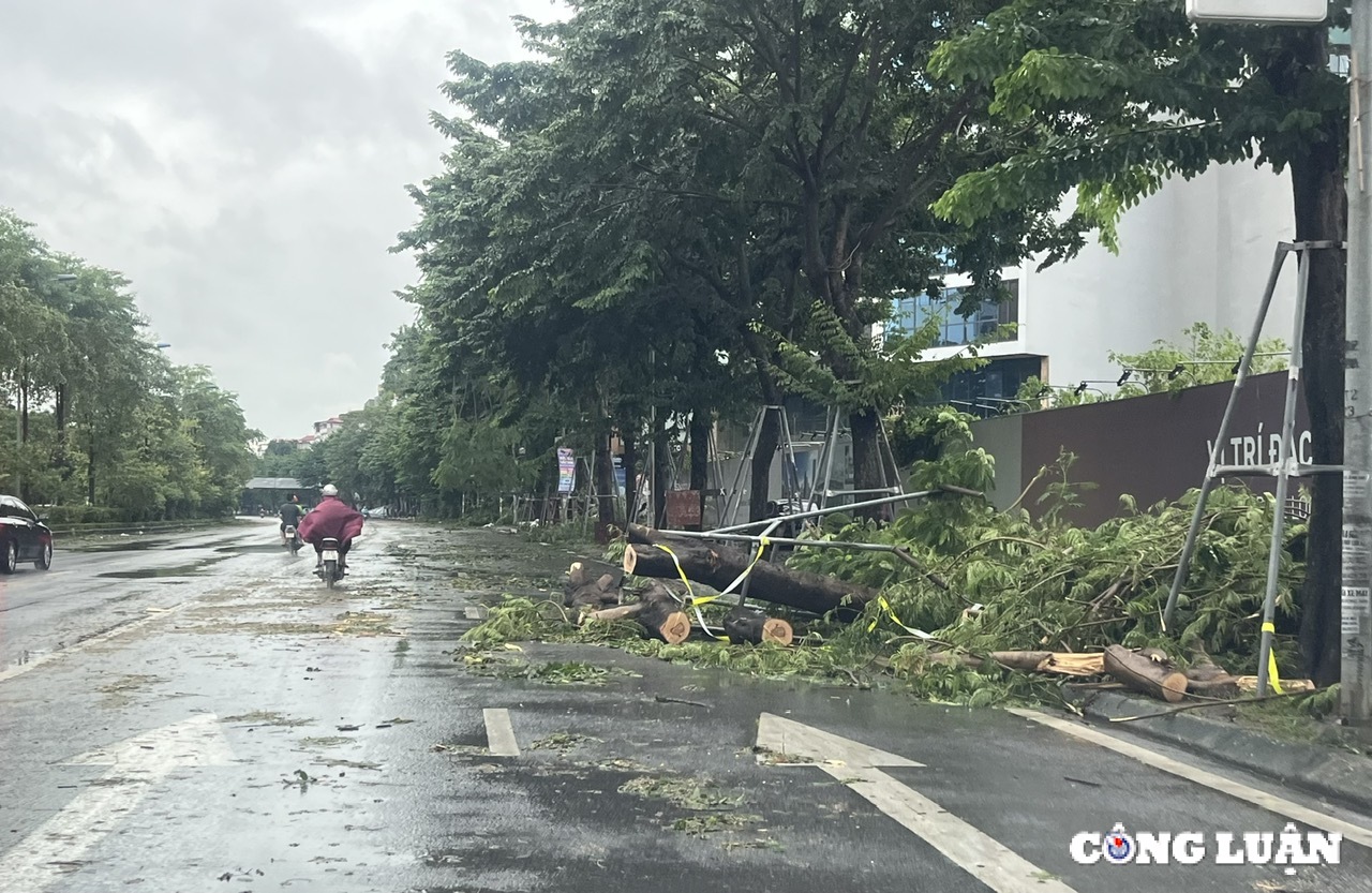 ha noi cay xanh gay do ngon ngang tren nhieu tuyen duong sau bao yagi hinh 12