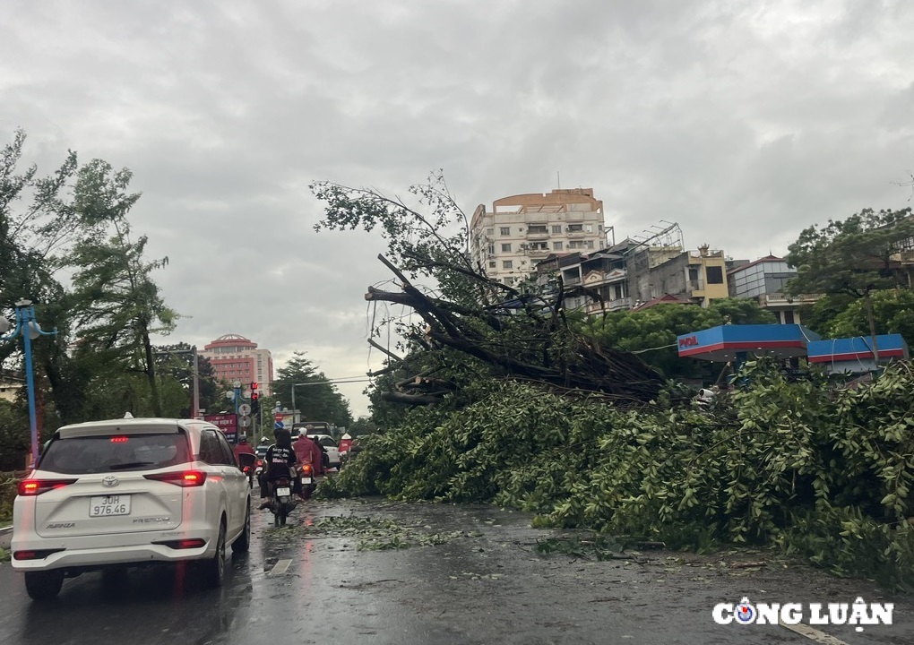 ha noi cay xanh gay do ngon ngang tren nhieu tuyen duong sau bao yagi hinh 16