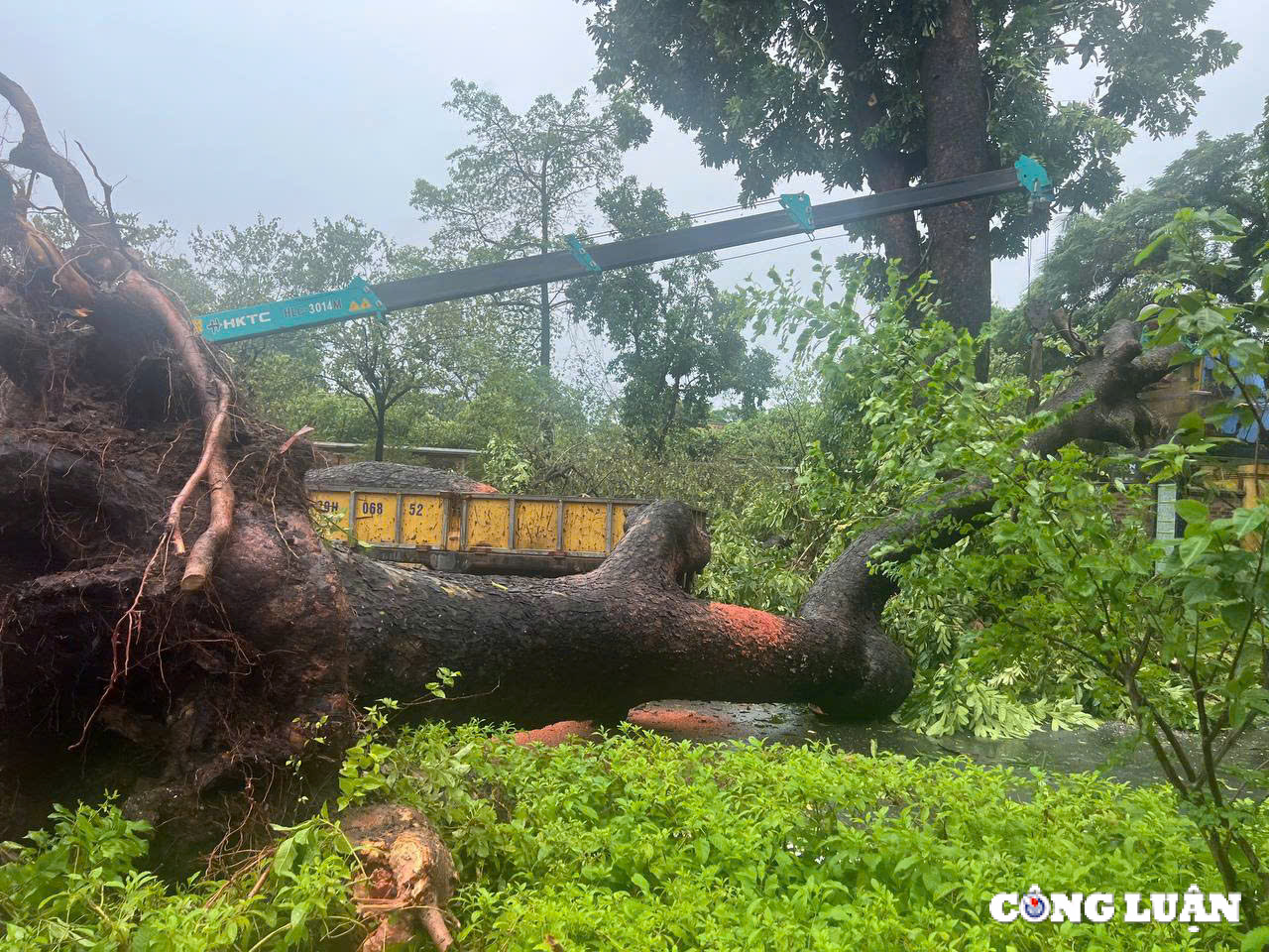 ha noi cay xanh gay do ngon ngang tren nhieu tuyen duong sau bao yagi hinh 3